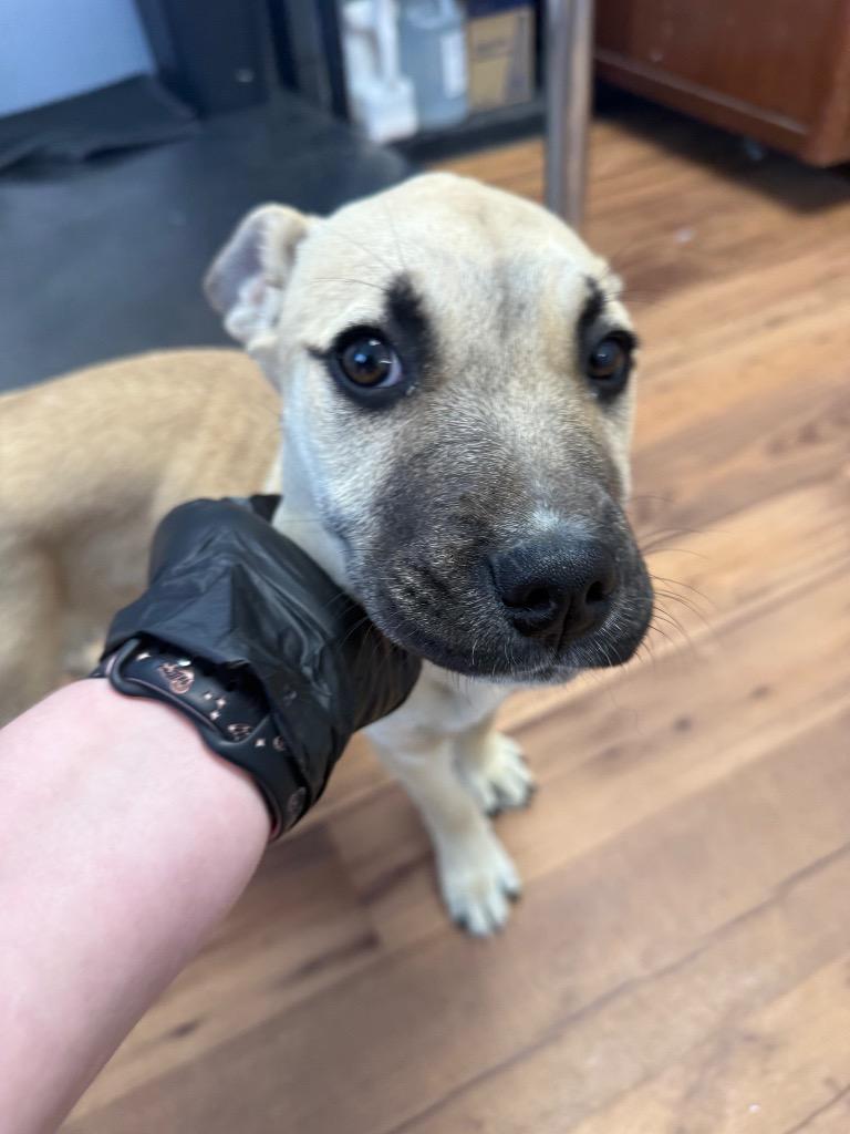 Enlarge Shelly, a Adoptable mixed breed in Fayetteville, TN image 2/3
