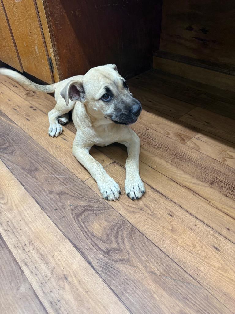 Enlarge Shelly, a Adoptable mixed breed in Fayetteville, TN image 3/3