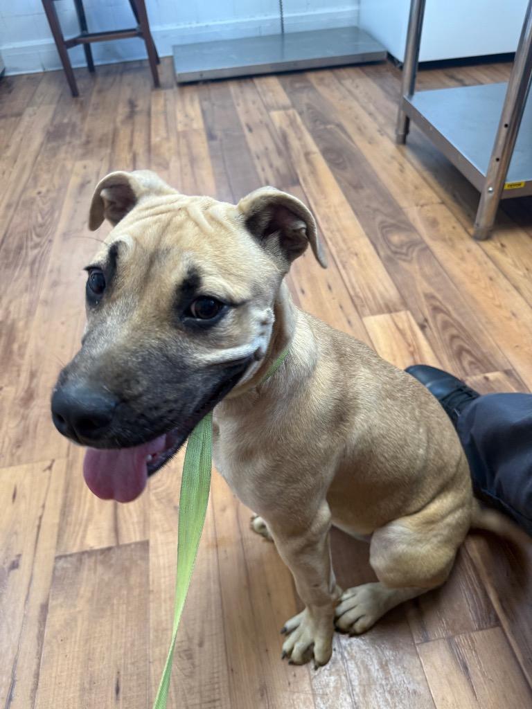 Enlarge Shelly, a Adoptable mixed breed in Fayetteville, TN image 4/4