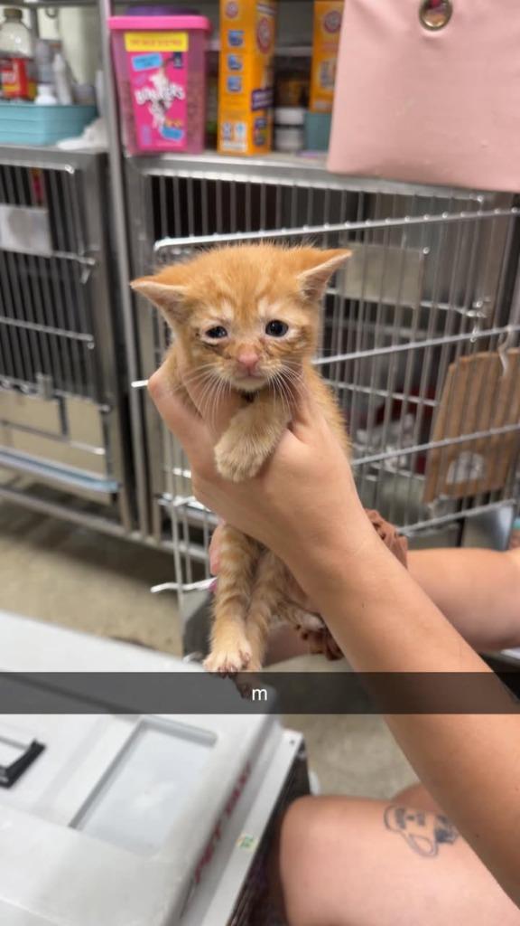 Chief Mouser, Adoptable, Kitten Male Domestic Short Hair.