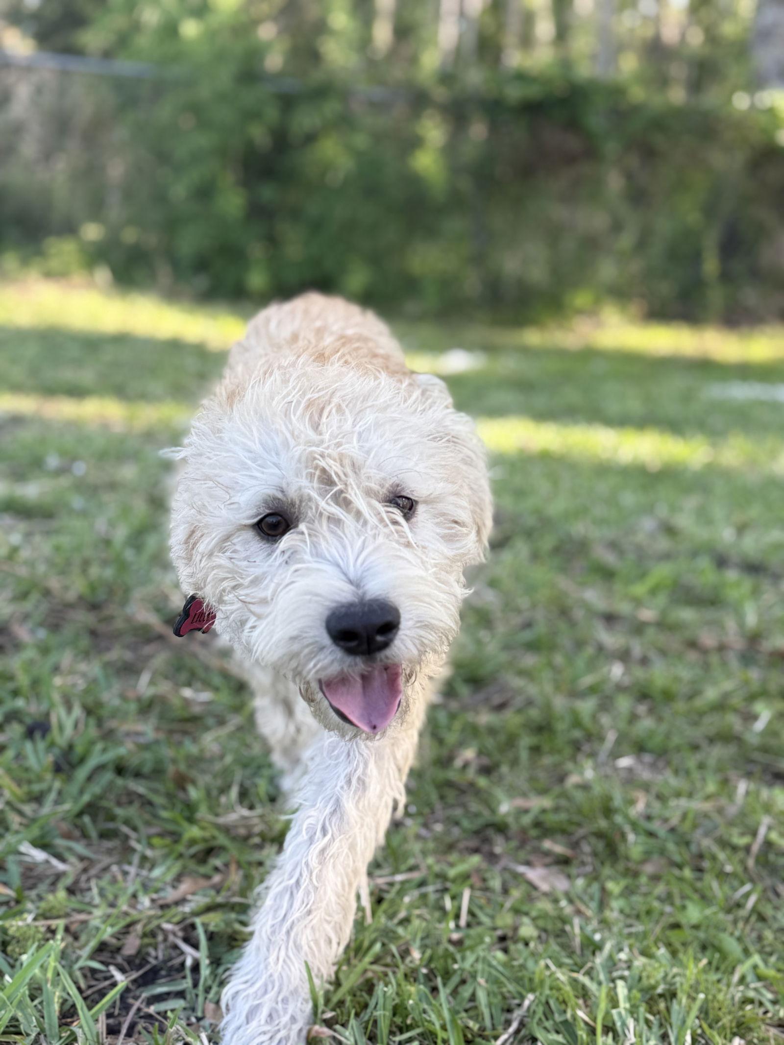 Enlarge Lilly Mae, a Adoptable Mixed Breed in Valrico, FL image 1/3