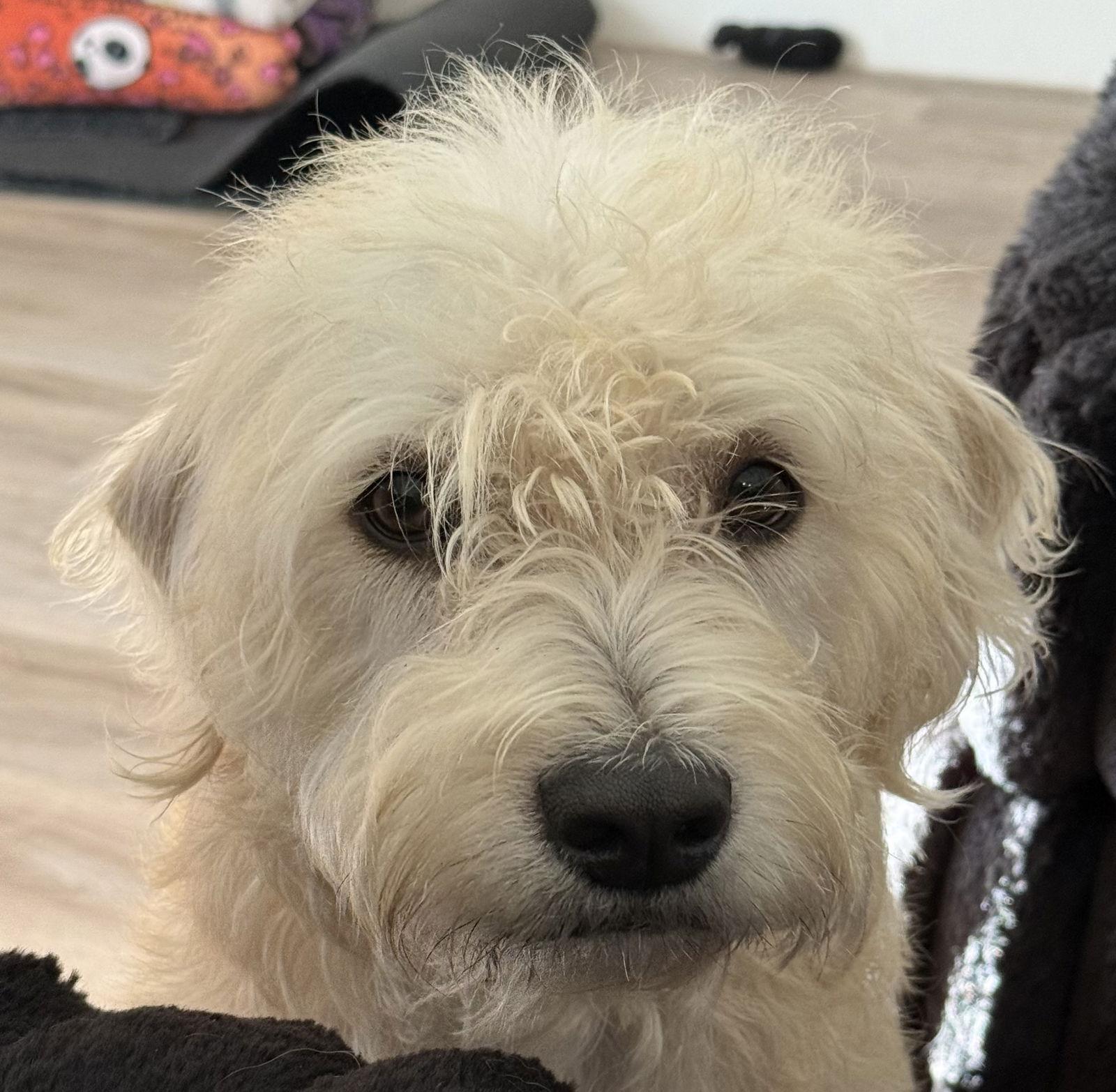 Enlarge Lilly Mae, a Adoptable Mixed Breed in Valrico, FL image 2/3