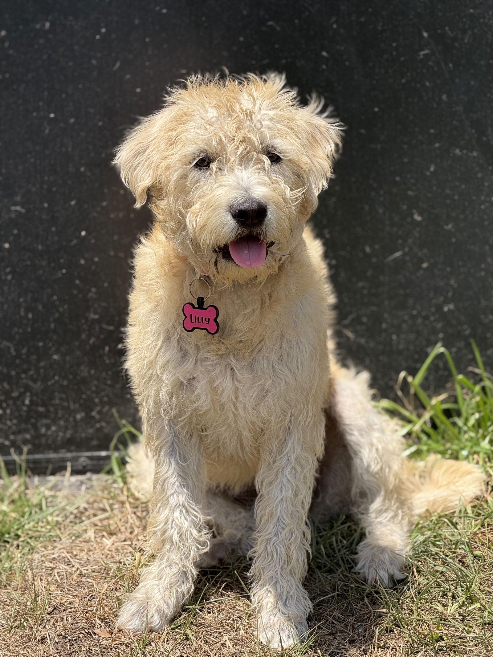 Enlarge Lilly Mae, a Adoptable Mixed Breed in Valrico, FL image 3/3