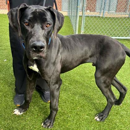 Slim Jim thumbnail 2