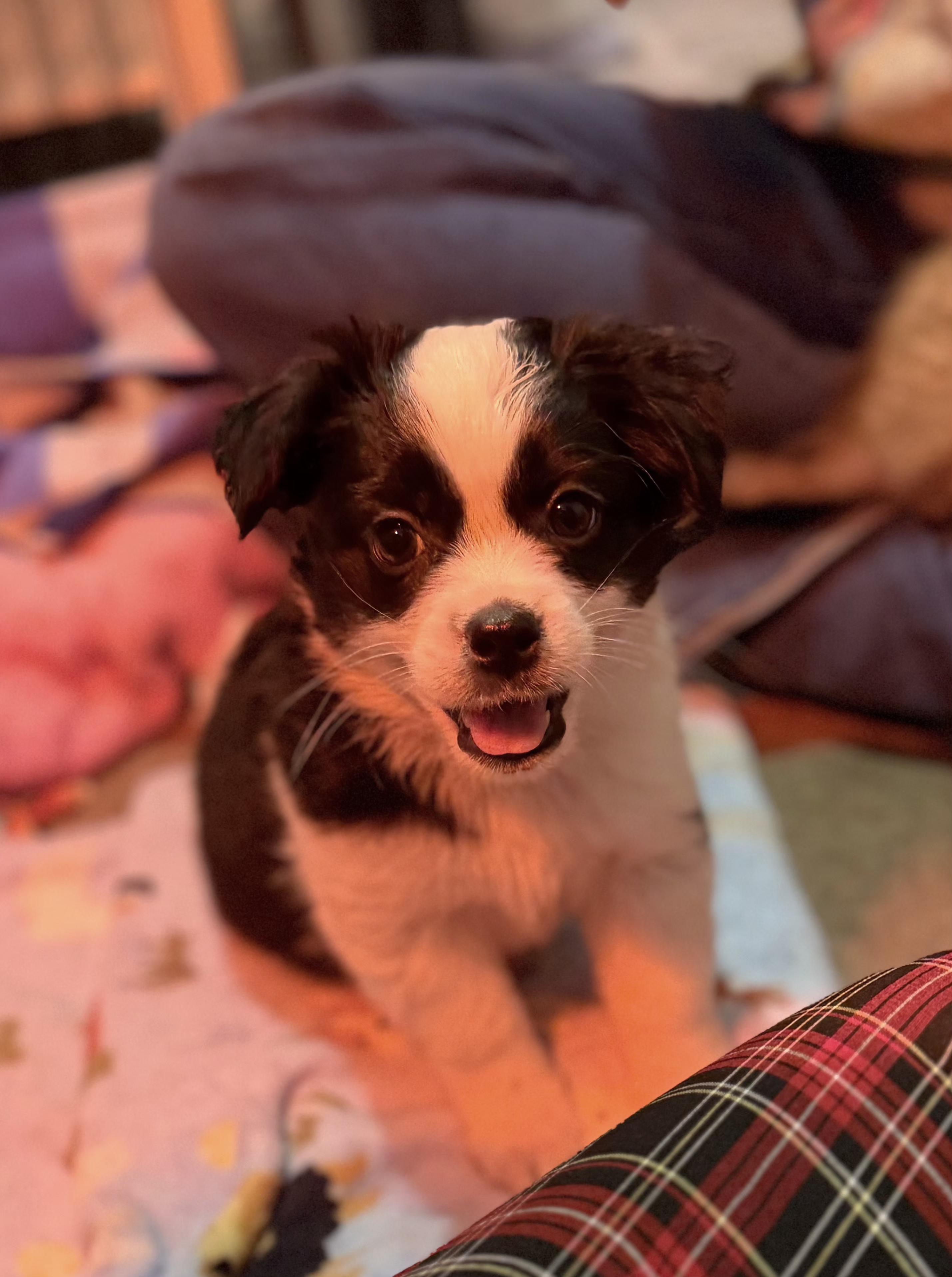 Cassidy, a Adoptable mixed breed image 2/5