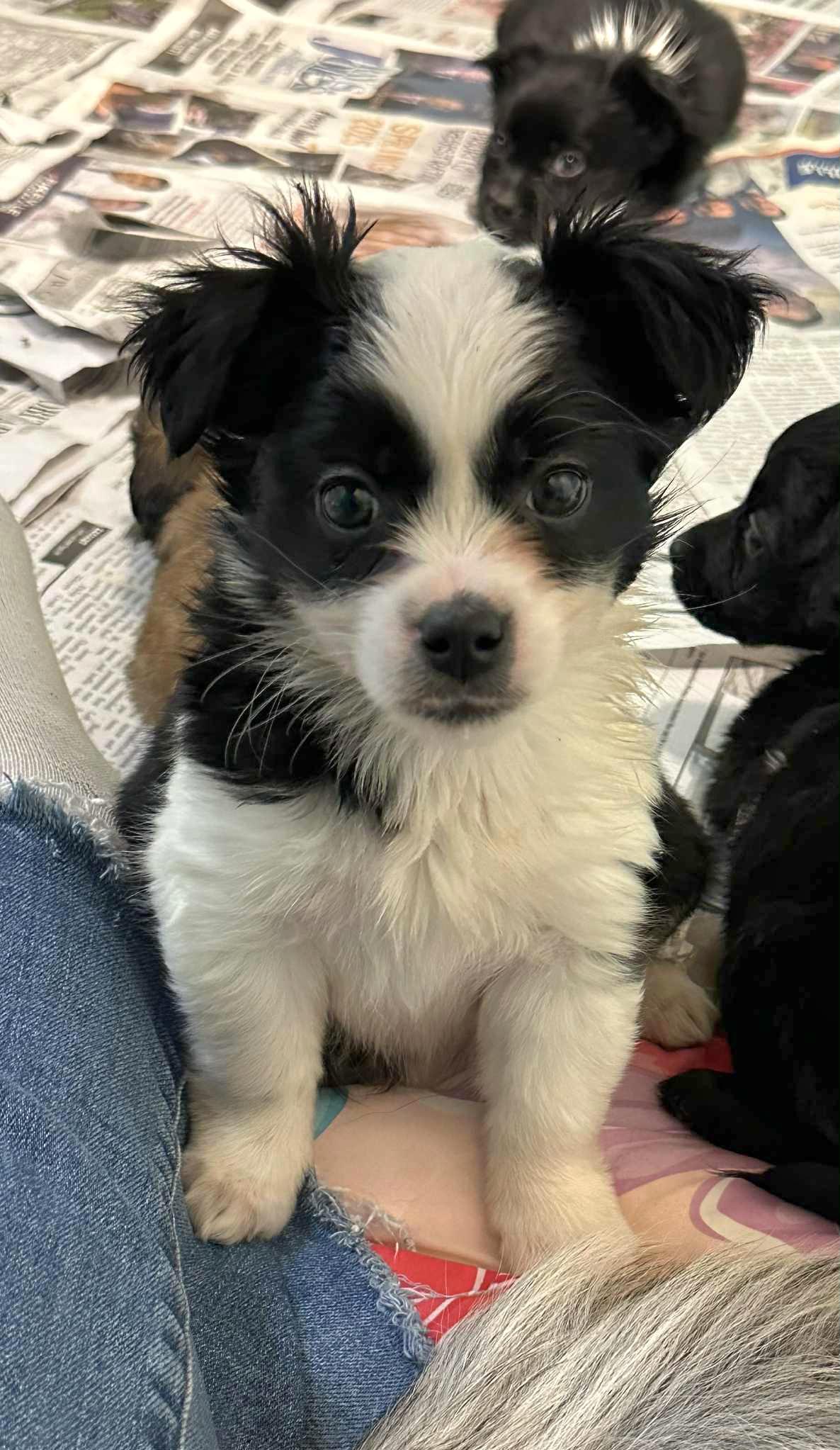 Cassidy, a Adoptable mixed breed image 1/5