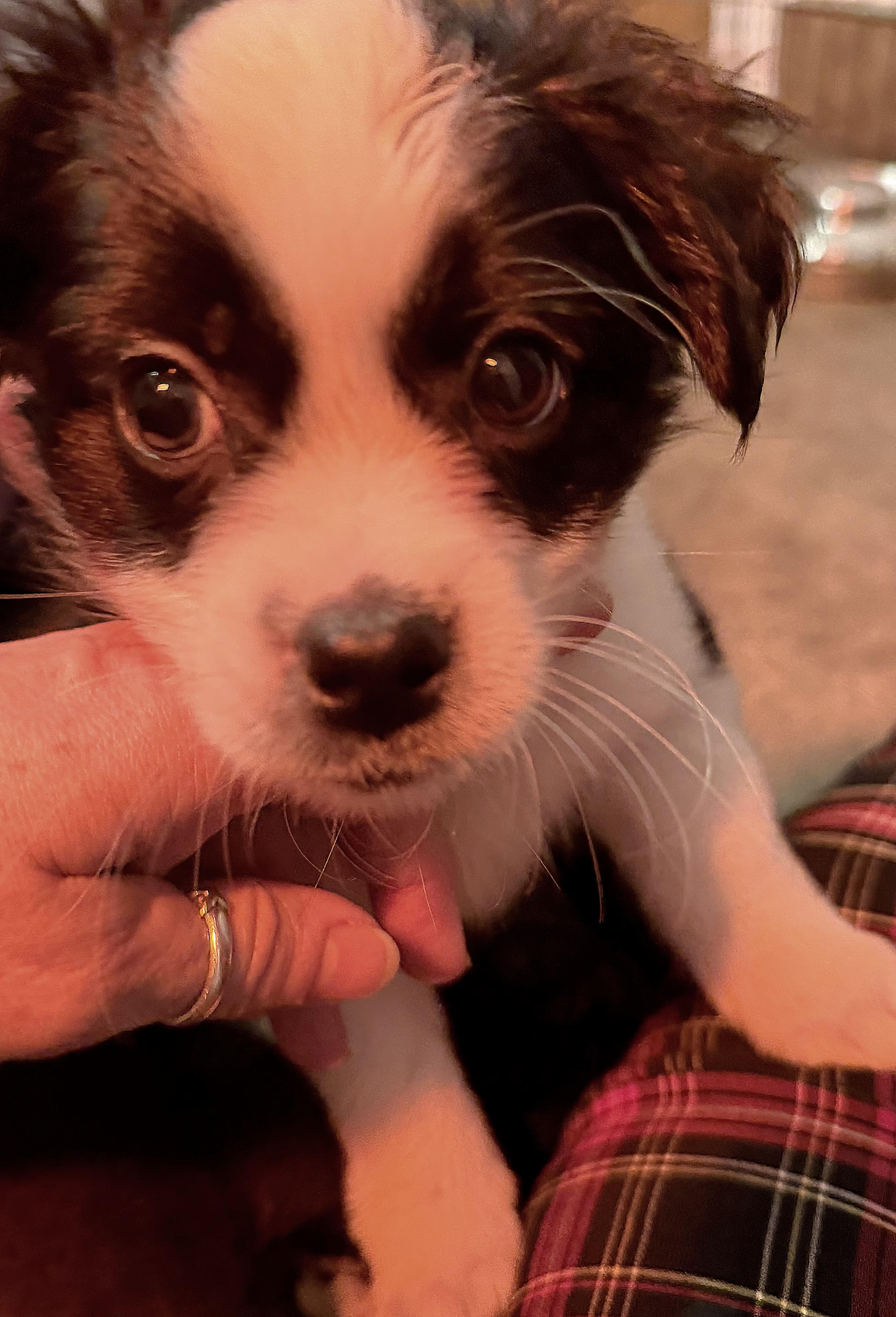 Cassidy, a Adoptable mixed breed image 4/5