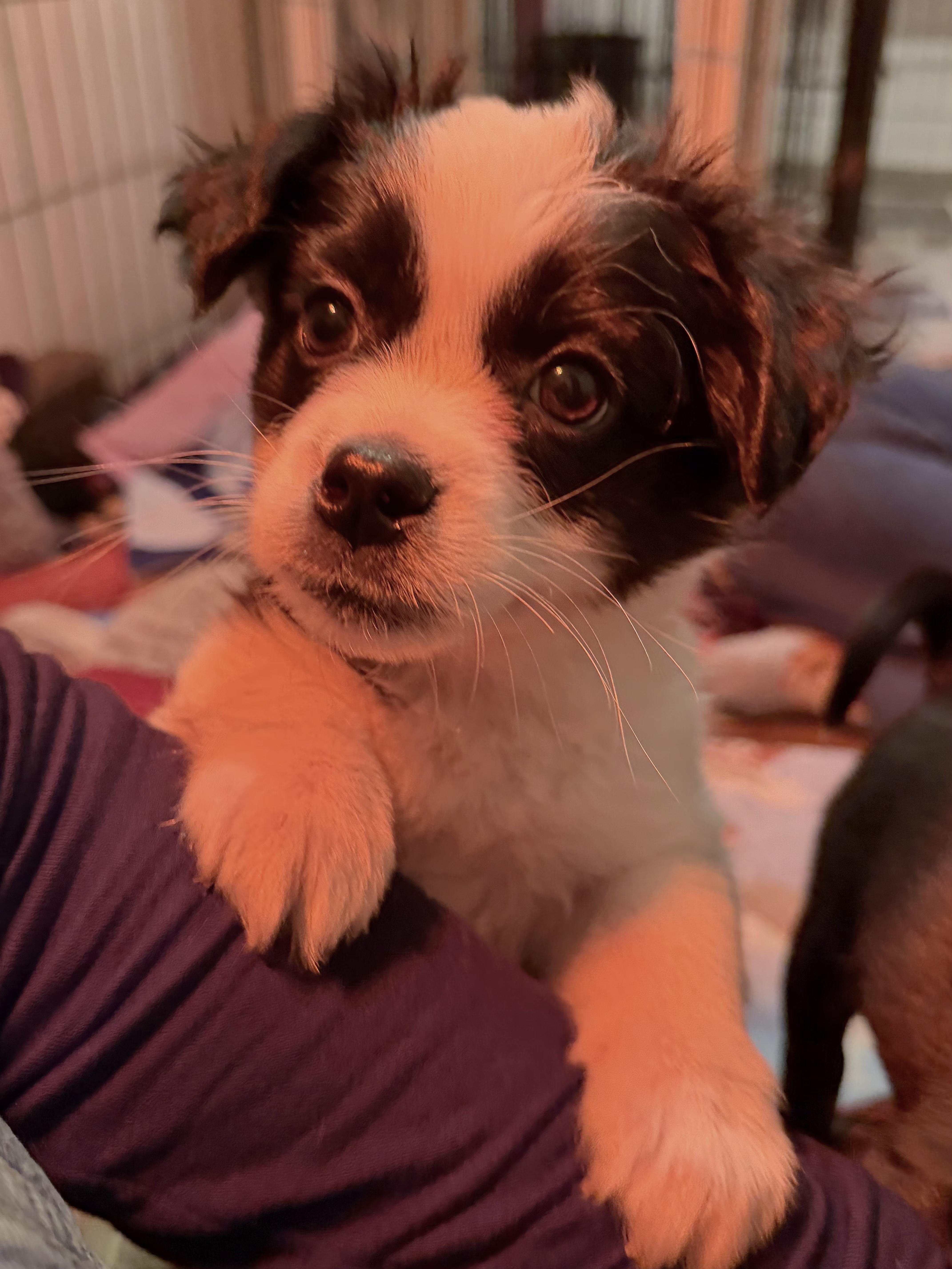 Cassidy, a Adoptable mixed breed image 3/5