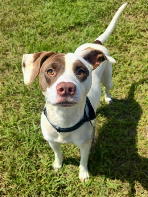 Enlarge ROXY, a Adoptable mixed breed in York, SC image 1/1
