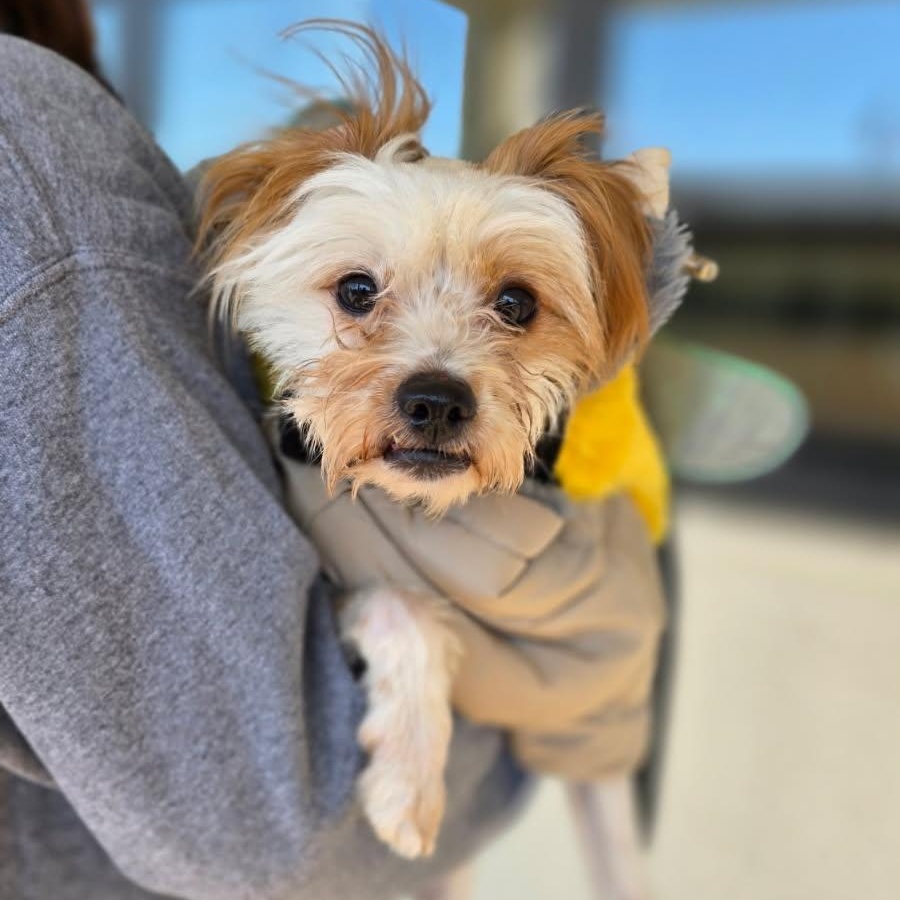 Enlarge OATMEAL, an adoptable mixed breed in Hamilton, NJ image 2/6