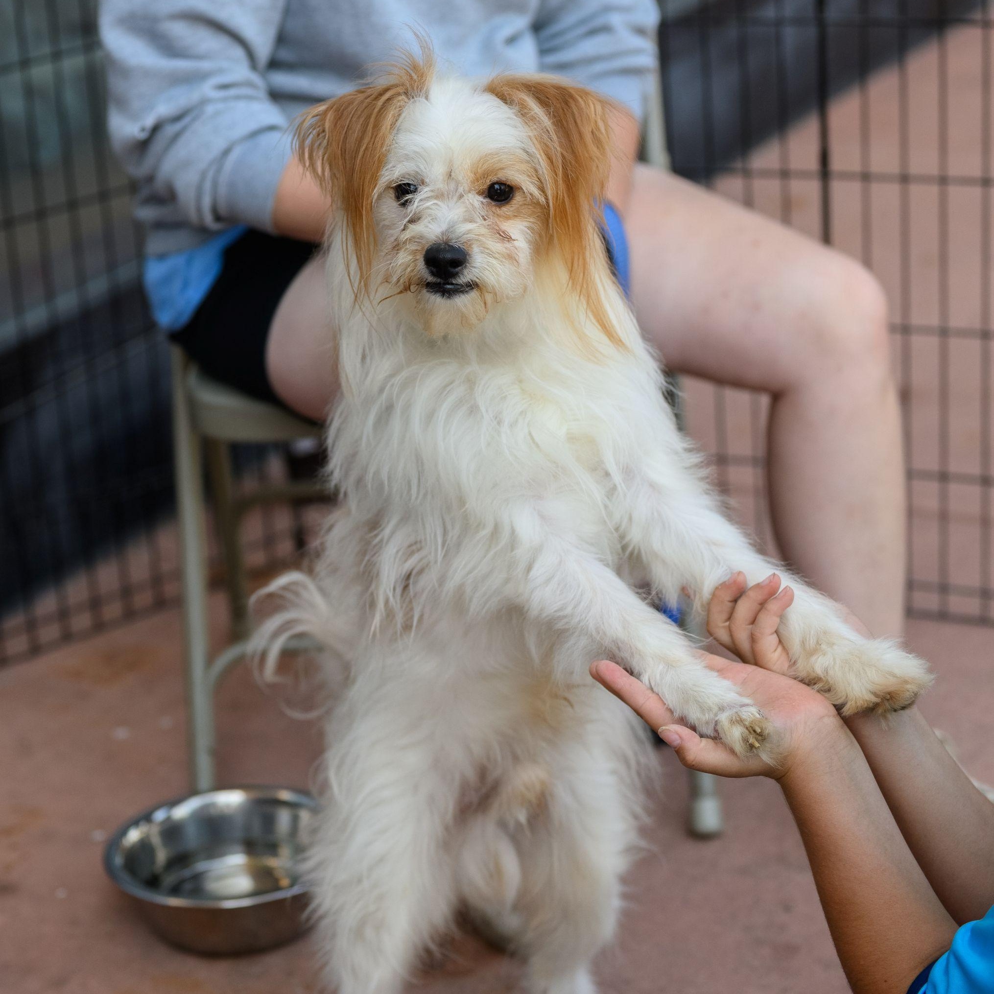 Enlarge OATMEAL, an adoptable mixed breed in Hamilton, NJ image 6/6
