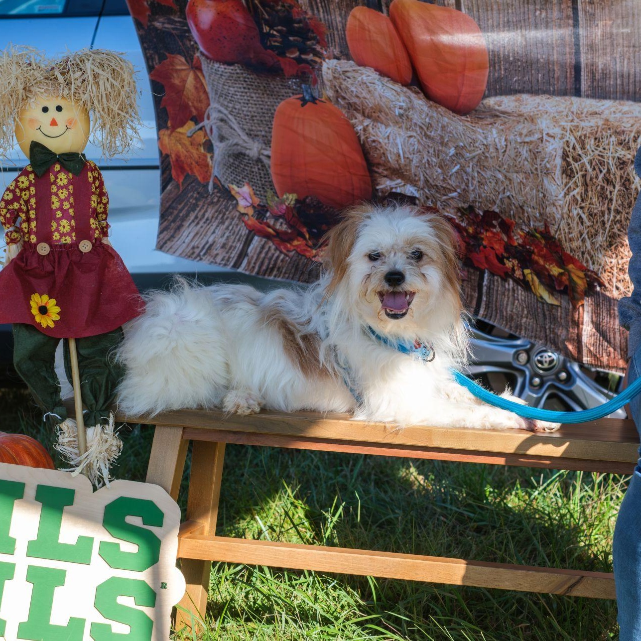 OATMEAL, adoptable, Adult Male Shih Tzu & Mixed Breed.