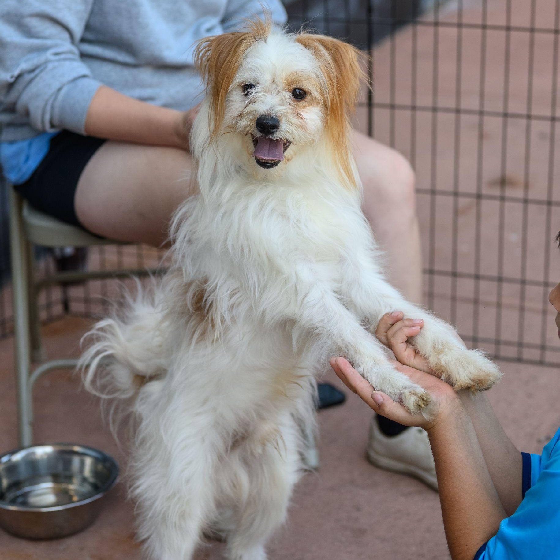 Enlarge OATMEAL, an adoptable mixed breed in Hamilton, NJ image 5/6