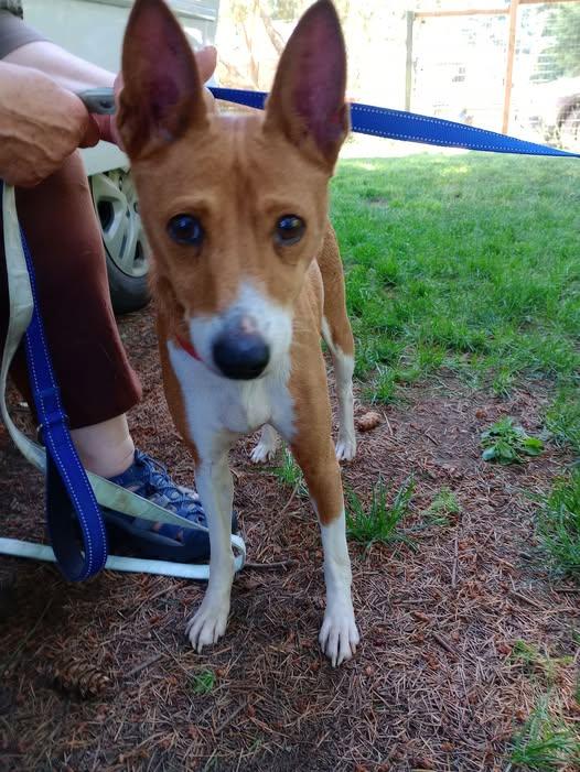 Enlarge Lil Bit, a Adoptable mixed breed in Rochester, WA image 1/4