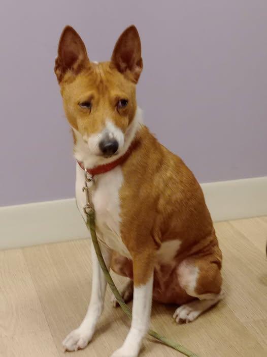Enlarge Lil Bit, a Adoptable mixed breed in Rochester, WA image 3/4