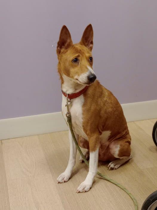 Enlarge Lil Bit, a Adoptable mixed breed in Rochester, WA image 4/4
