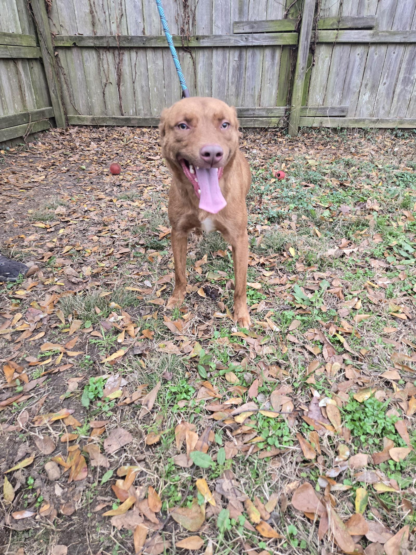 Enlarge Jordan, a Adoptable mixed breed in Jackson, MS image 1/3