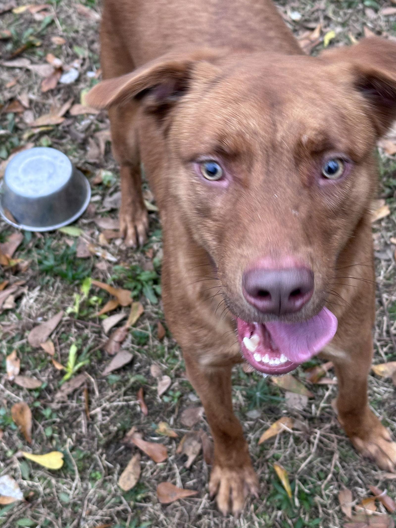 Enlarge Jordan, a Adoptable mixed breed in Jackson, MS image 2/3