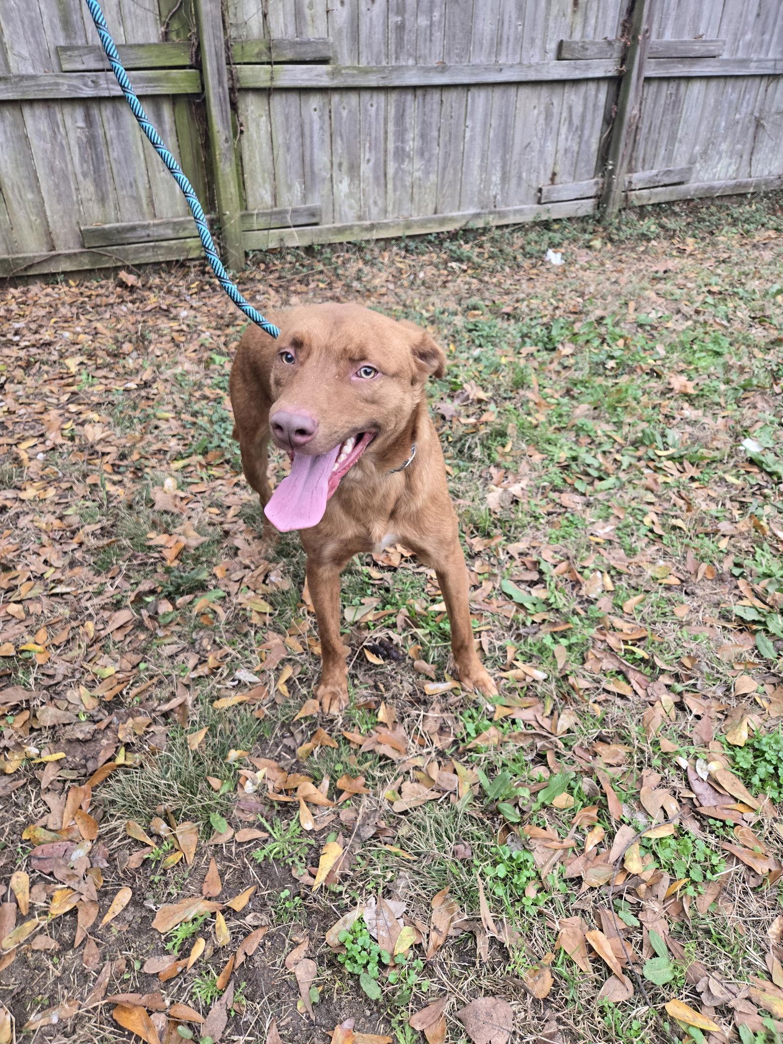 Enlarge Jordan, a Adoptable mixed breed in Jackson, MS image 3/3