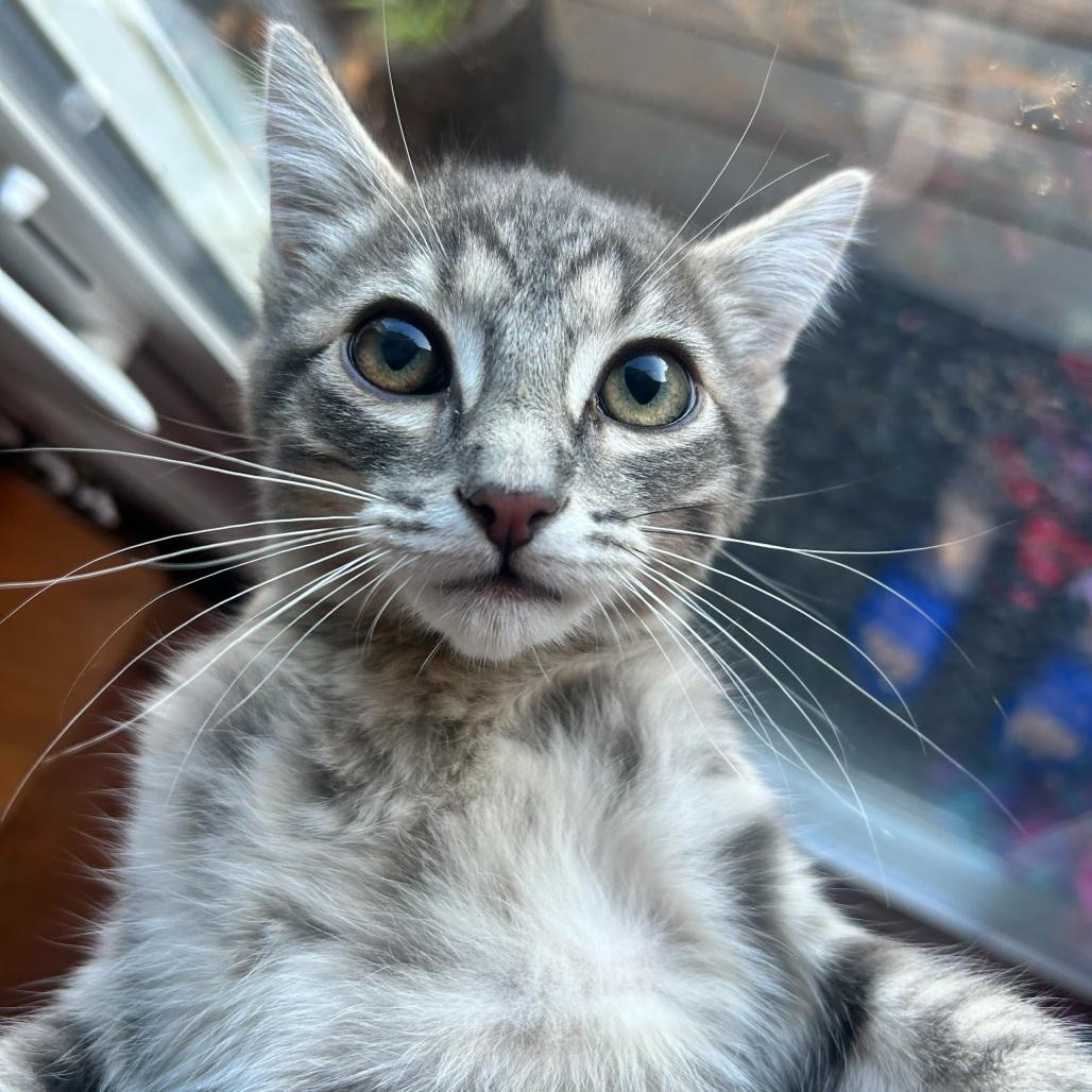 Maurice, Adoptable, Kitten Male American Shorthair.