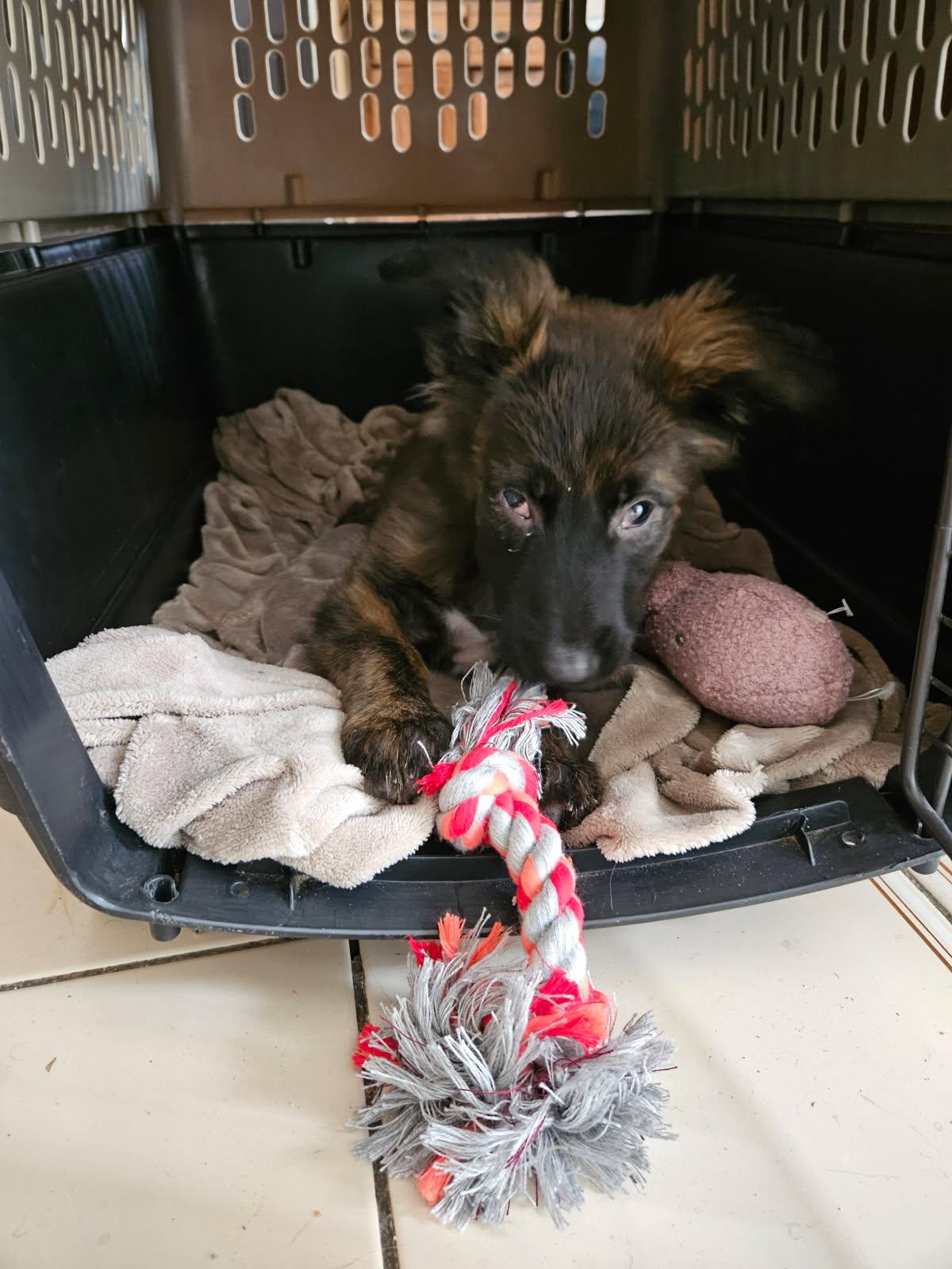 Enlarge Stevie, a Adoptable German Shepherd Dog in Lisle, ON image 4/4