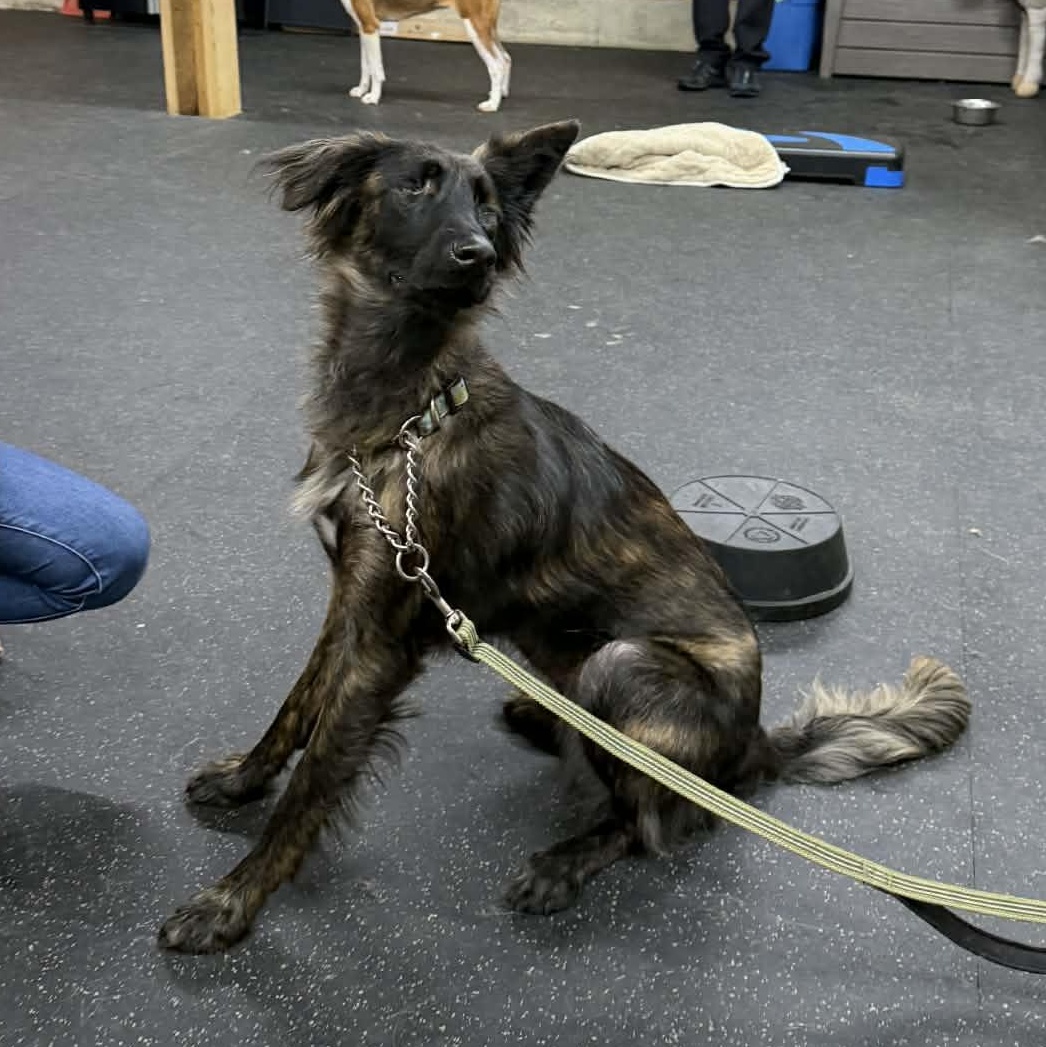 Enlarge Stevie, a Adoptable German Shepherd Dog in Lisle, ON image 1/4
