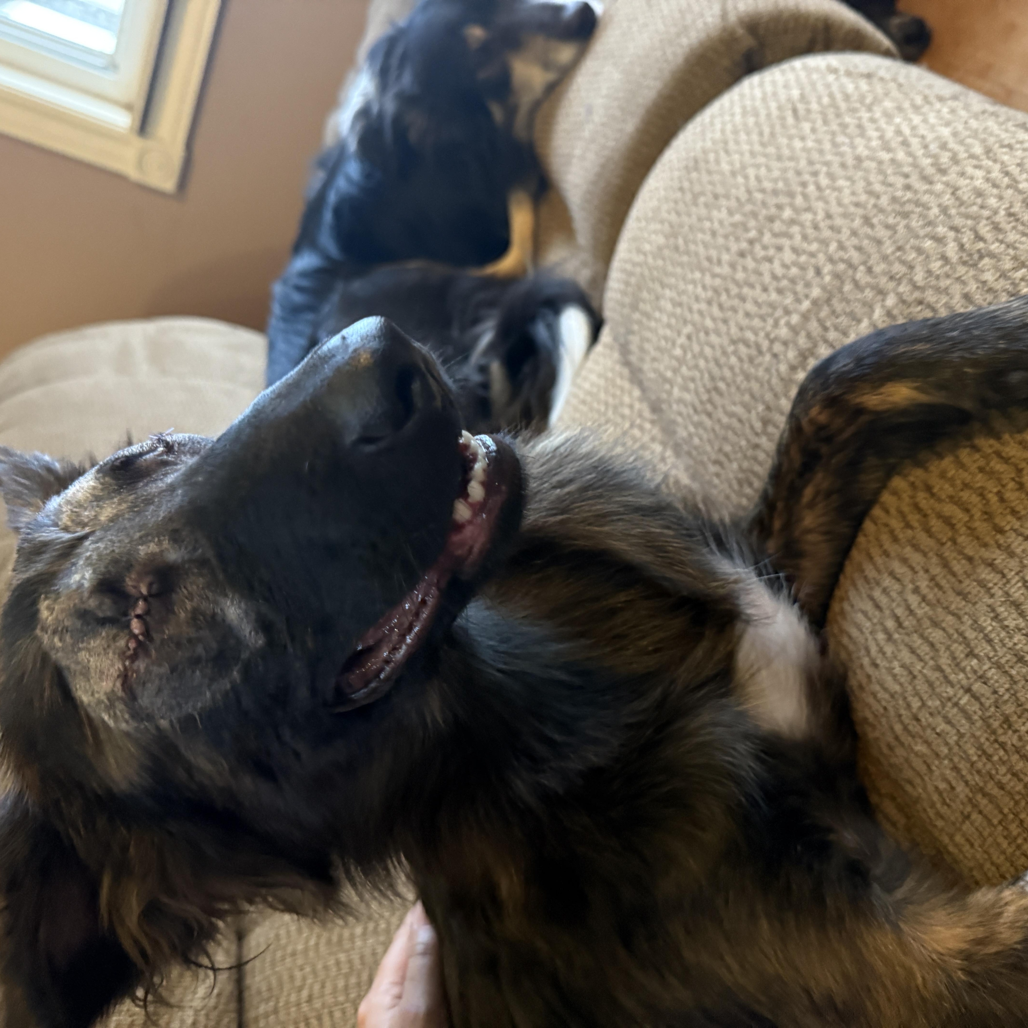 Enlarge Stevie, a Adoptable German Shepherd Dog in Lisle, ON image 2/4