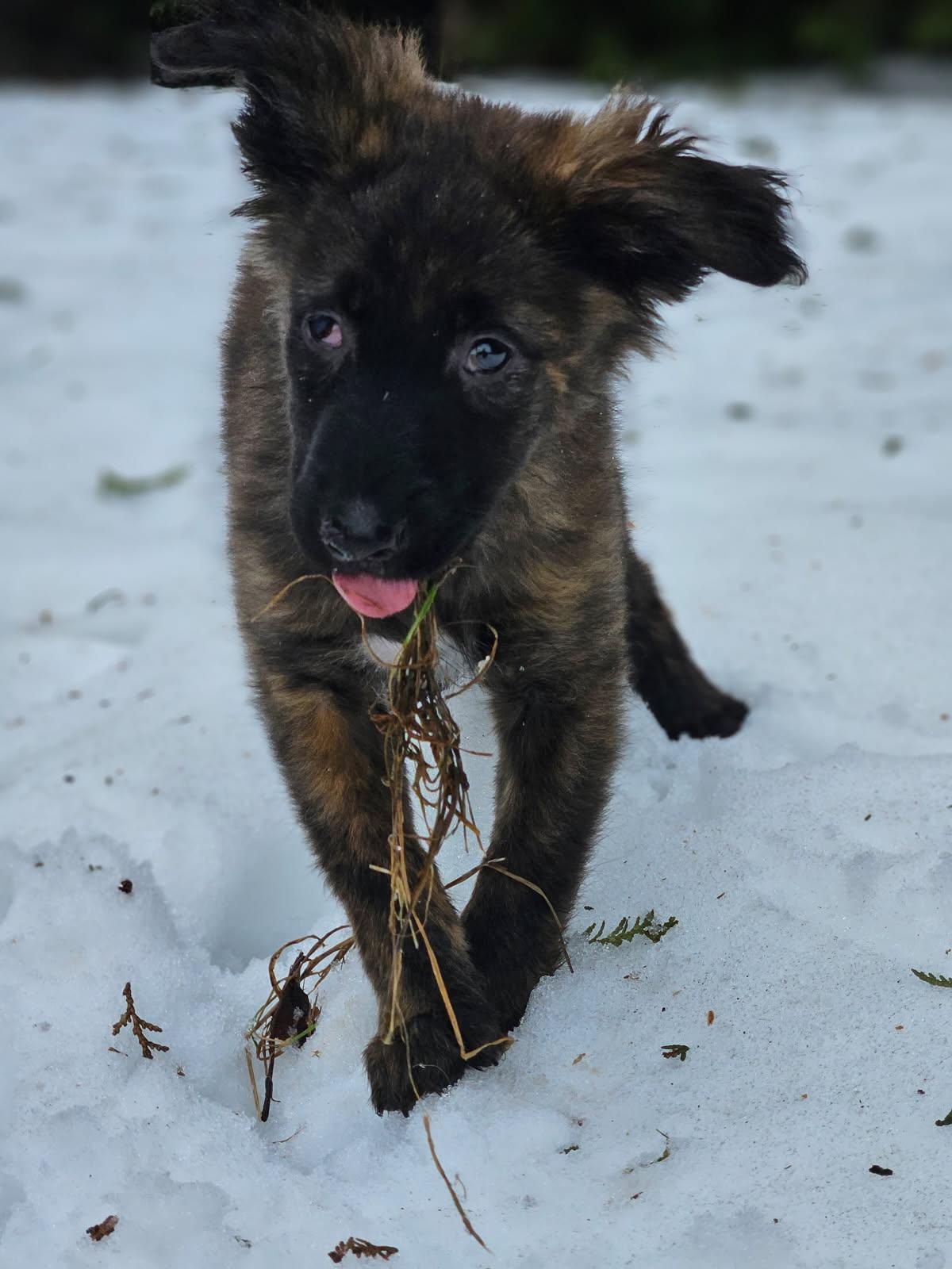 Enlarge Stevie, a Adoptable German Shepherd Dog in Lisle, ON image 3/4