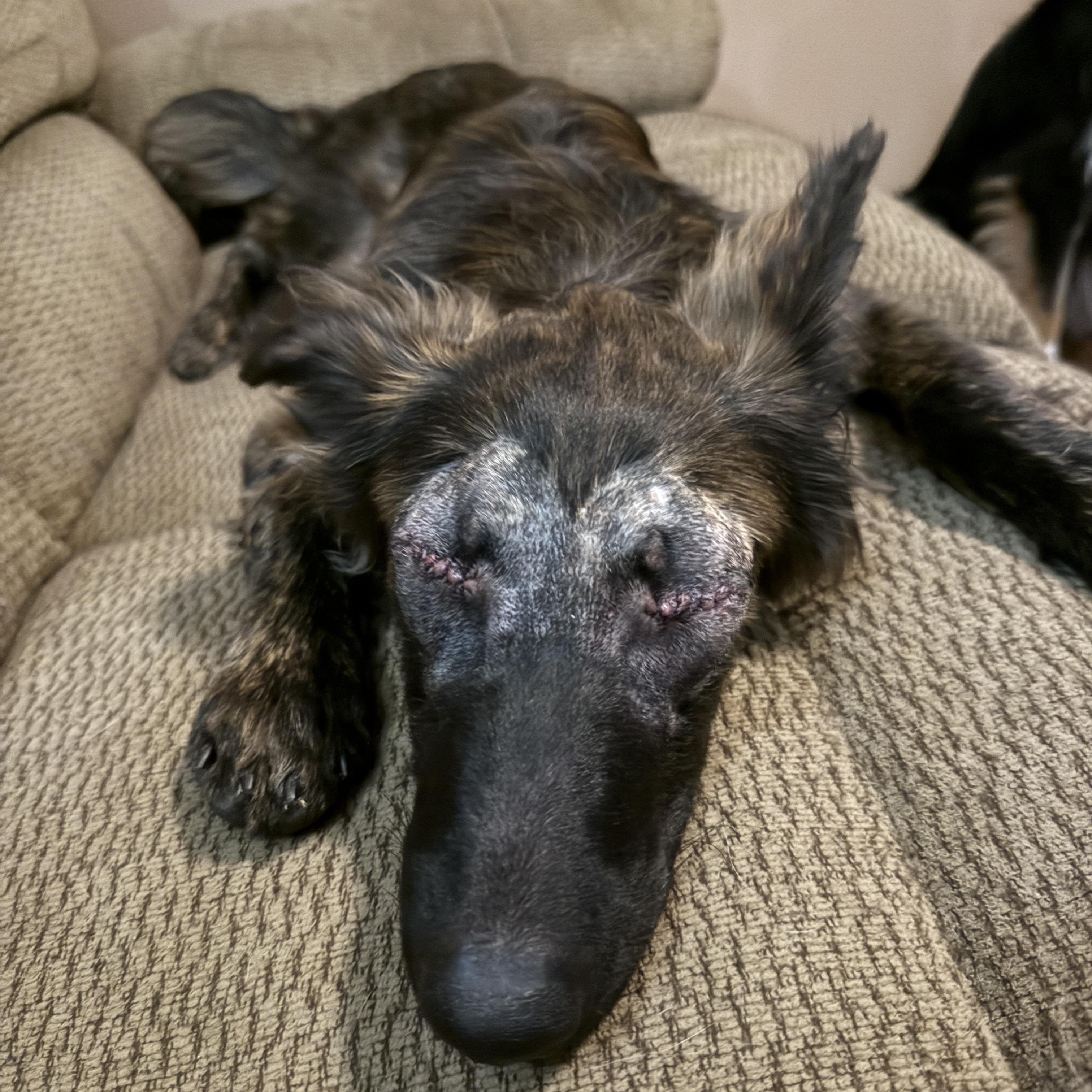 Enlarge Stevie, a Adoptable German Shepherd Dog in Lisle, ON image 1/4