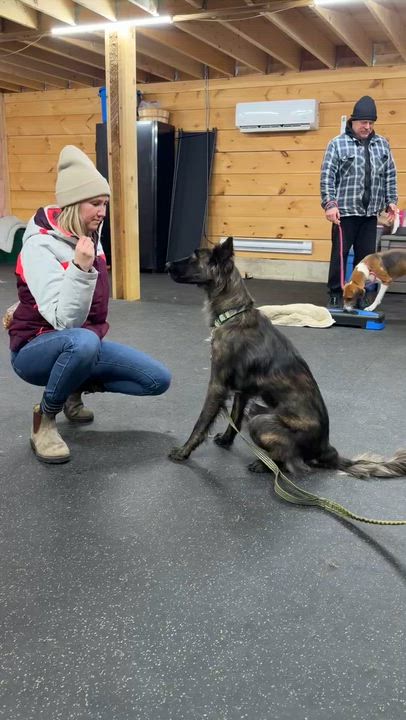 Enlarge Stevie, a Adoptable German Shepherd Dog in Lisle, ON video 2/4