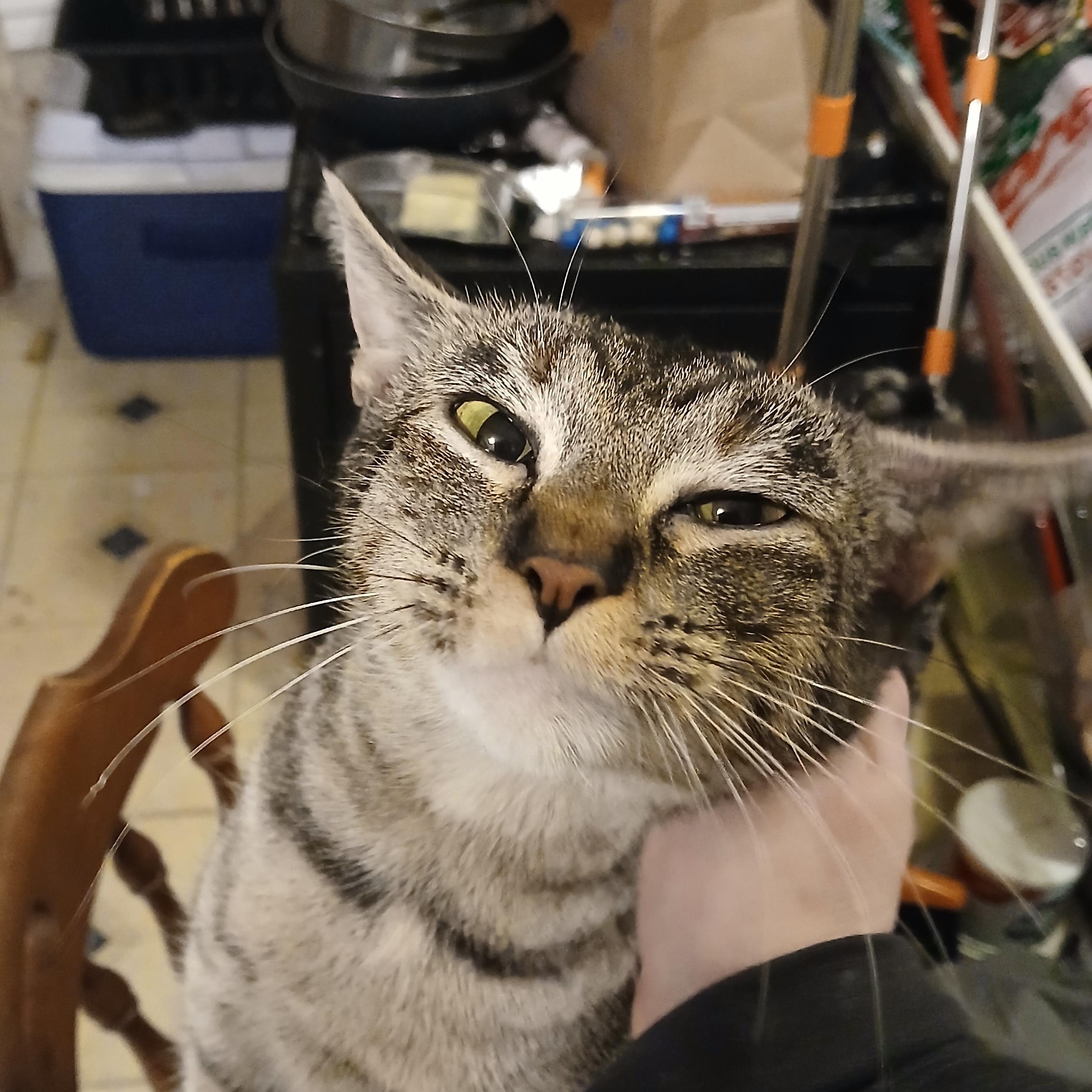 Enlarge Macaroni, a Adoptable Domestic Short Hair in Oswego, NY image 2/6