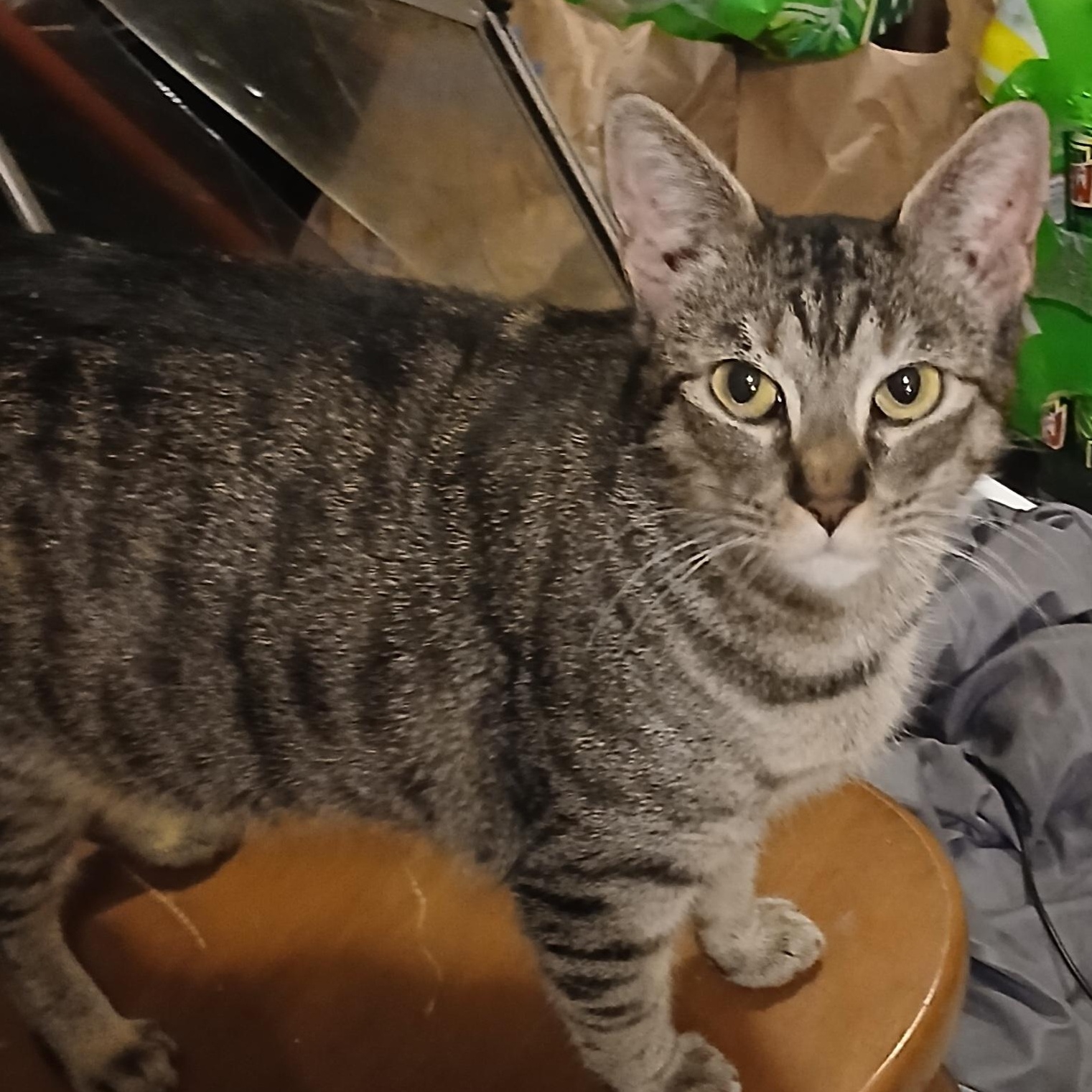 Enlarge Macaroni, a Adoptable Domestic Short Hair in Oswego, NY image 6/6