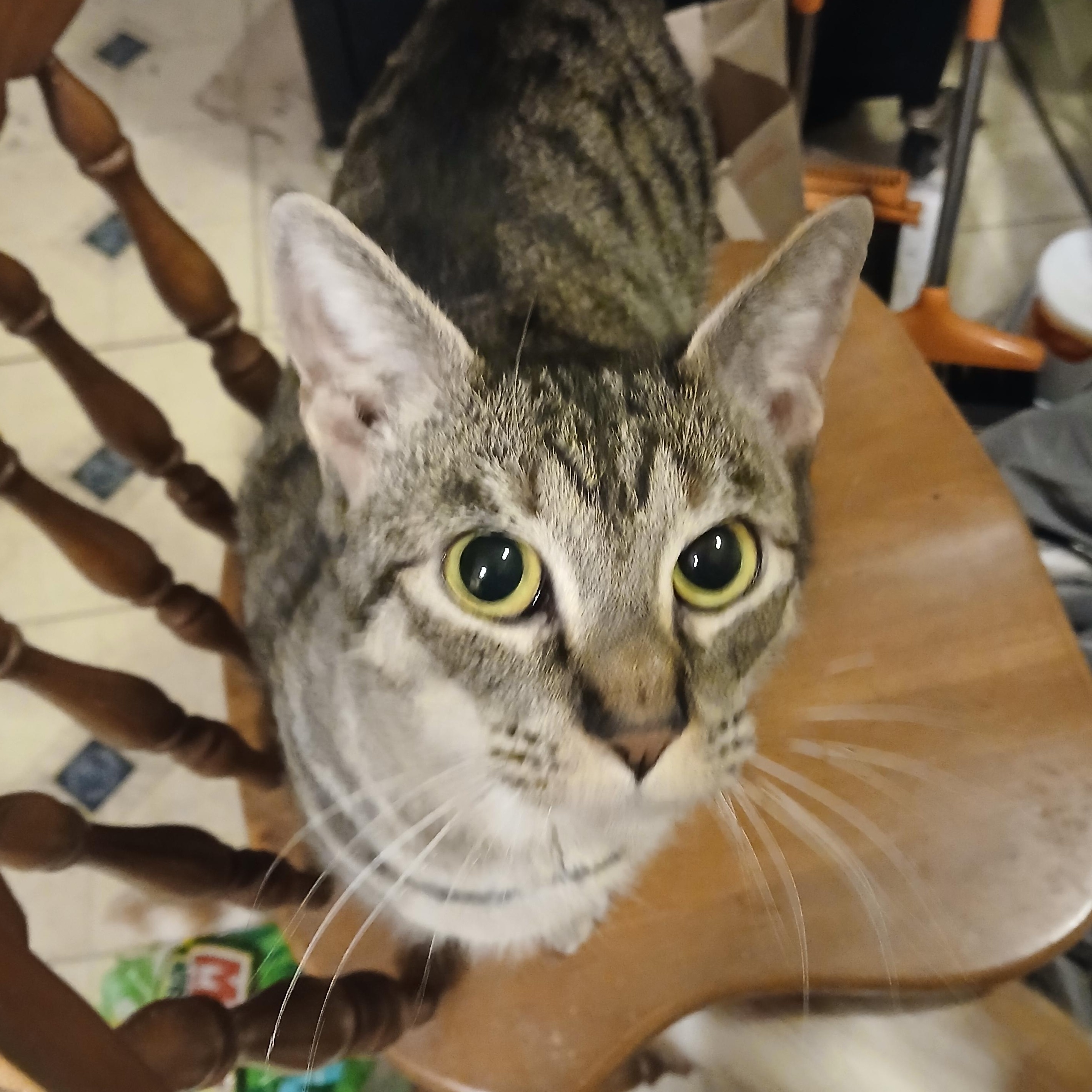 Macaroni, adoptable, Adult Female Domestic Short Hair.