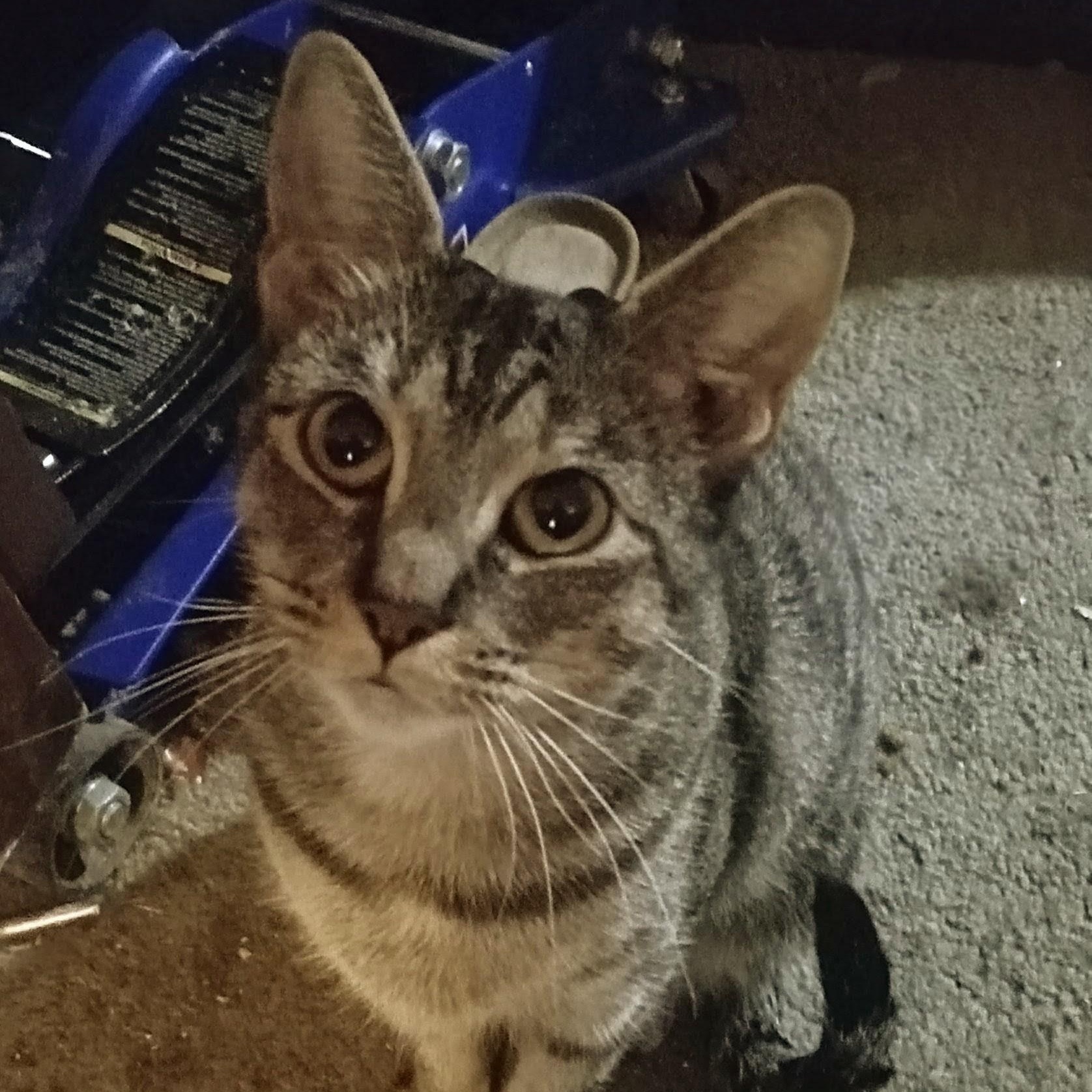 Enlarge Macaroni, a Adoptable Domestic Short Hair in Oswego, NY image 4/6