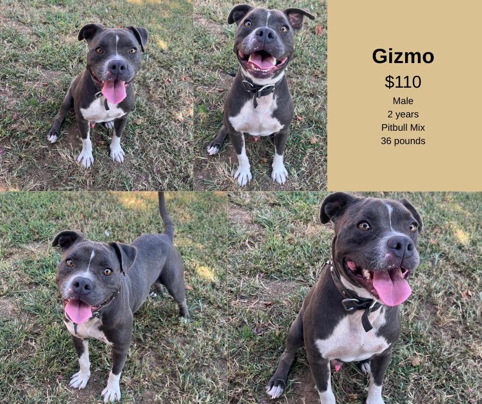 Gizmo, Adoptable, Adult Male Pit Bull Terrier.