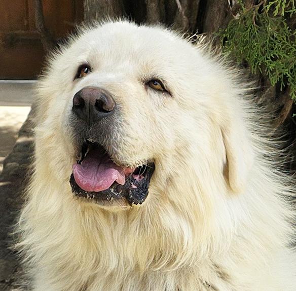 Handsome Mr Hayden Golden Pyr Perfection, a Adoptable mixed breed in Albuquerque, NM image 1/2