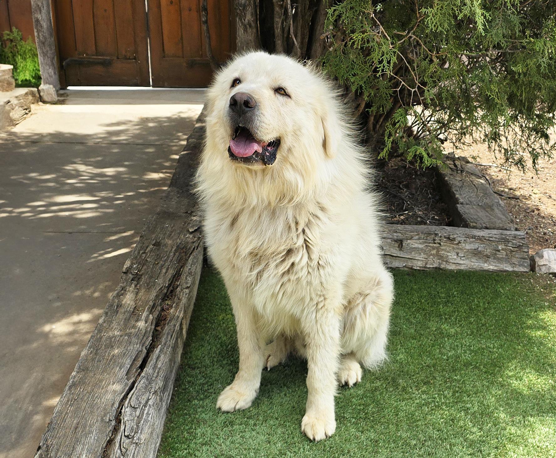 Handsome Mr Hayden Golden Pyr Perfection, a Adoptable mixed breed in Albuquerque, NM image 2/2