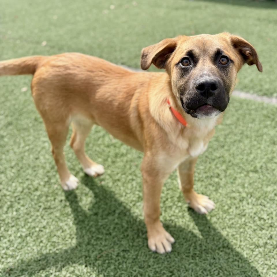 Enlarge Tanger, an adopted mixed breed in Whitehall, PA image 2/4