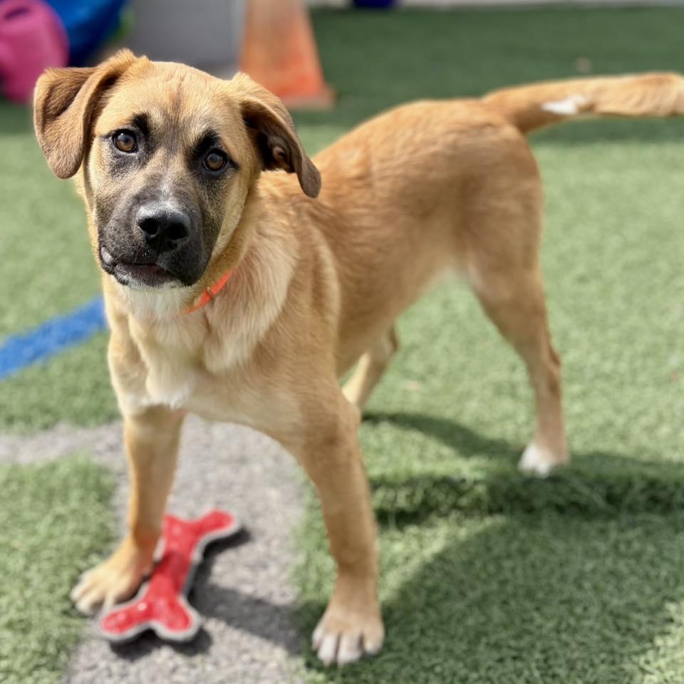 Tanger, adopted, Puppy Male German Shepherd Dog & Hound.