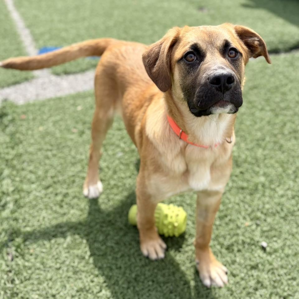 Enlarge Tanger, an adopted mixed breed in Whitehall, PA image 4/4