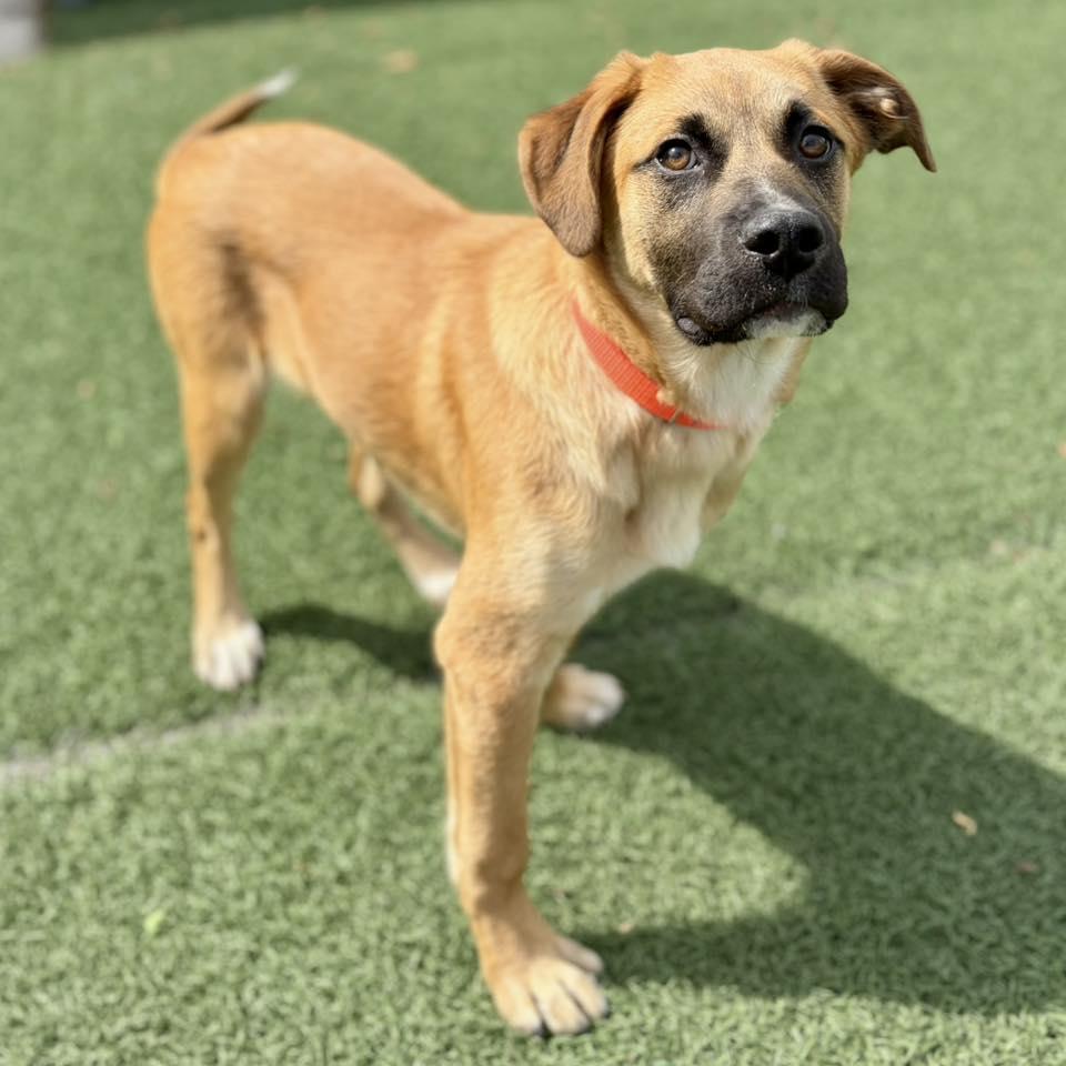 Enlarge Tanger, an adopted mixed breed in Whitehall, PA image 3/4