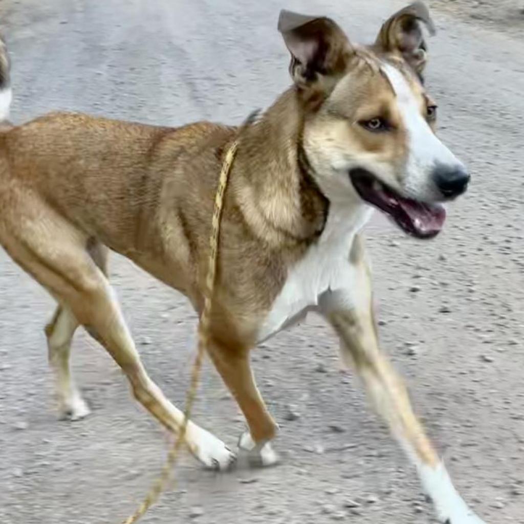 CHOWDER, Adoptable, Adult Male Cattle Dog & Collie.