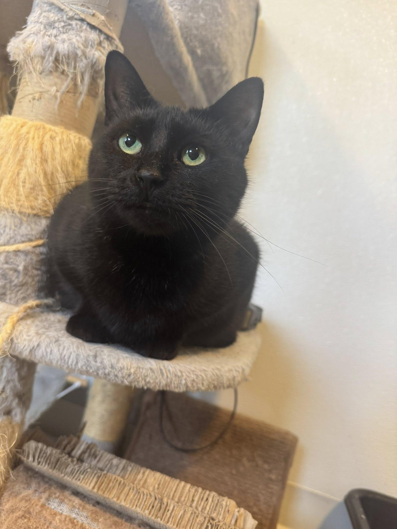 Enlarge Ruger, a Adopted Domestic Short Hair in Chicago, IL image 1/6