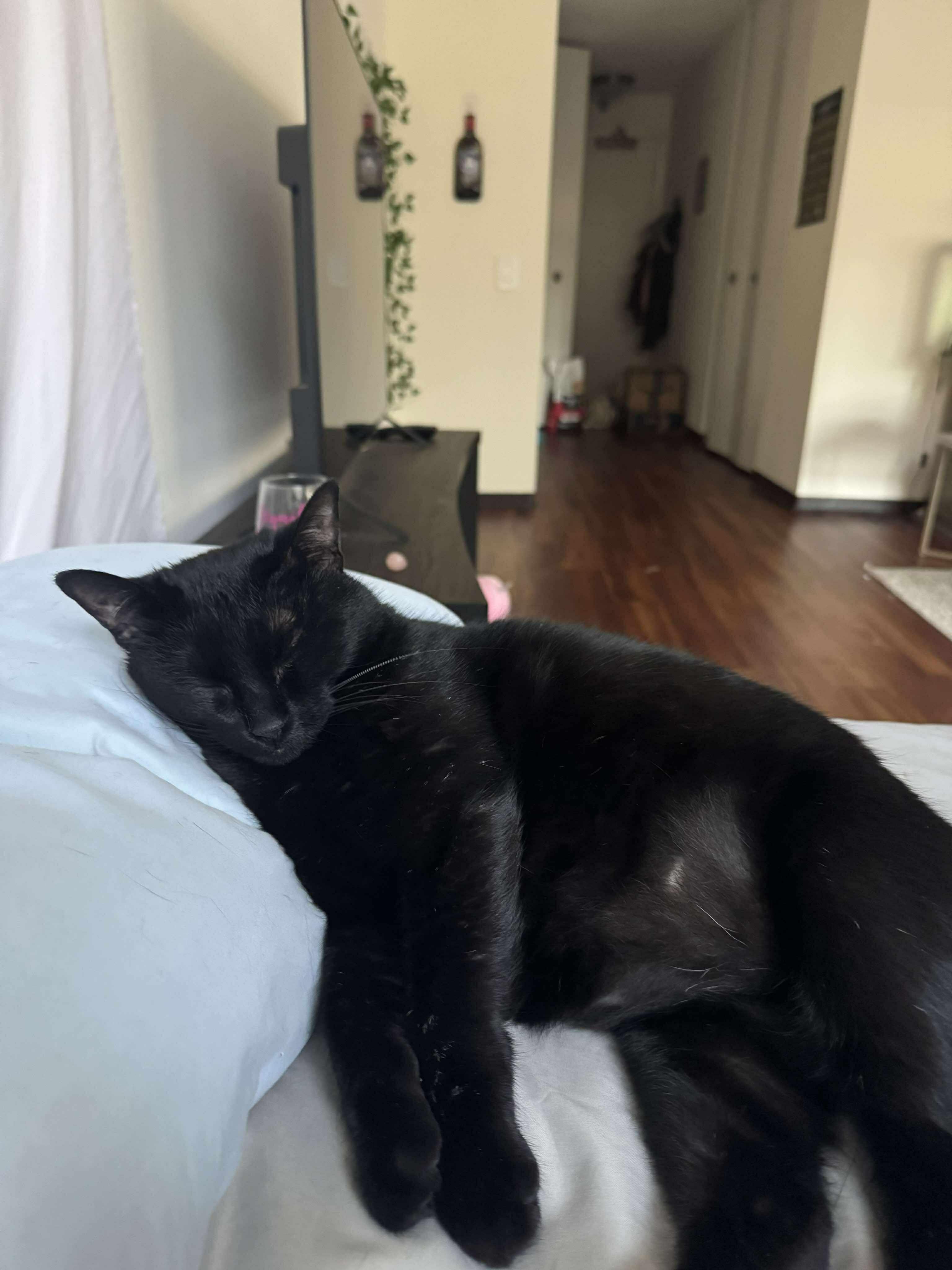 Enlarge Ruger, a Adopted Domestic Short Hair in Chicago, IL image 3/6