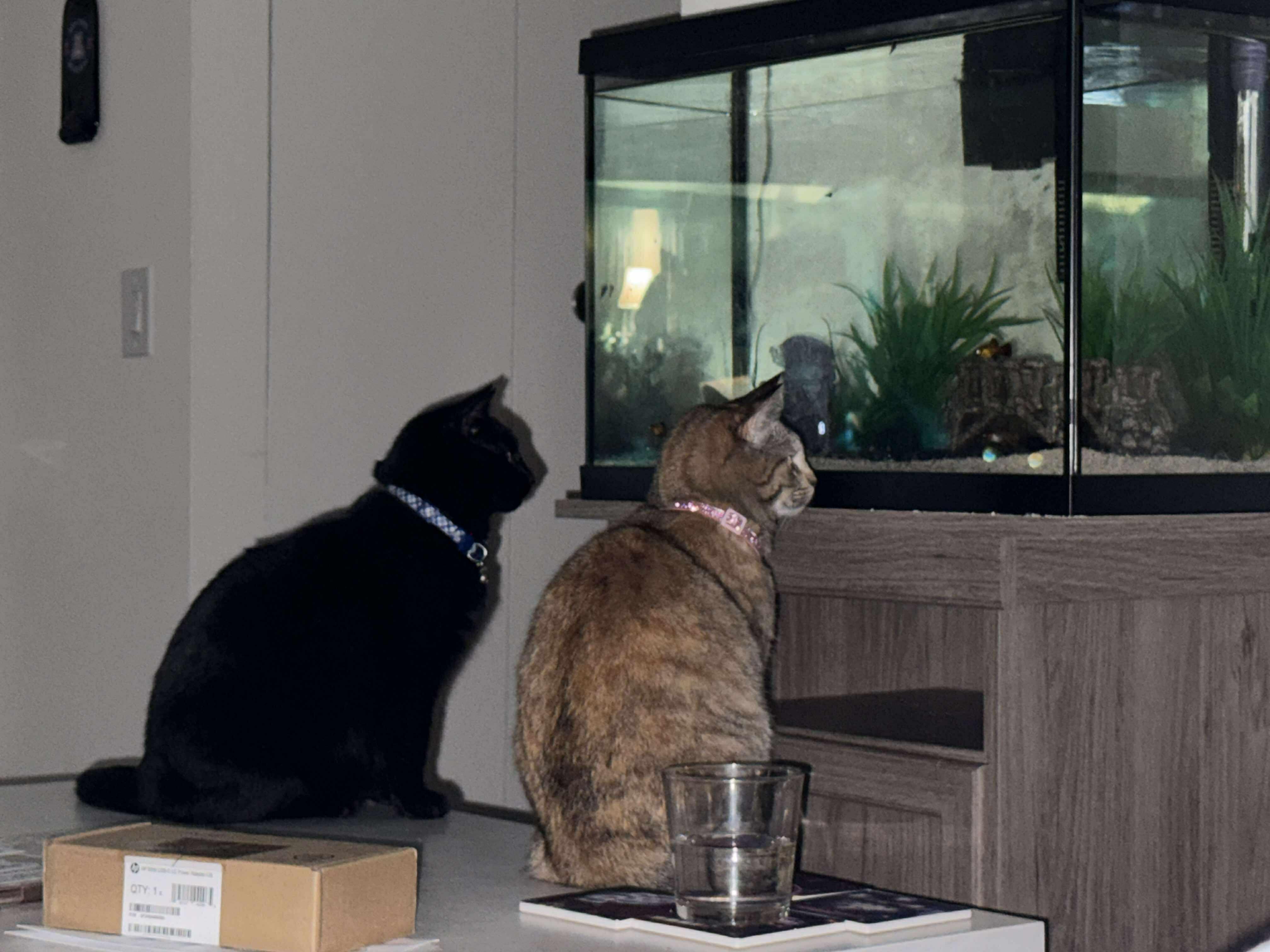 Enlarge Ruger, a Adopted Domestic Short Hair in Chicago, IL image 5/6