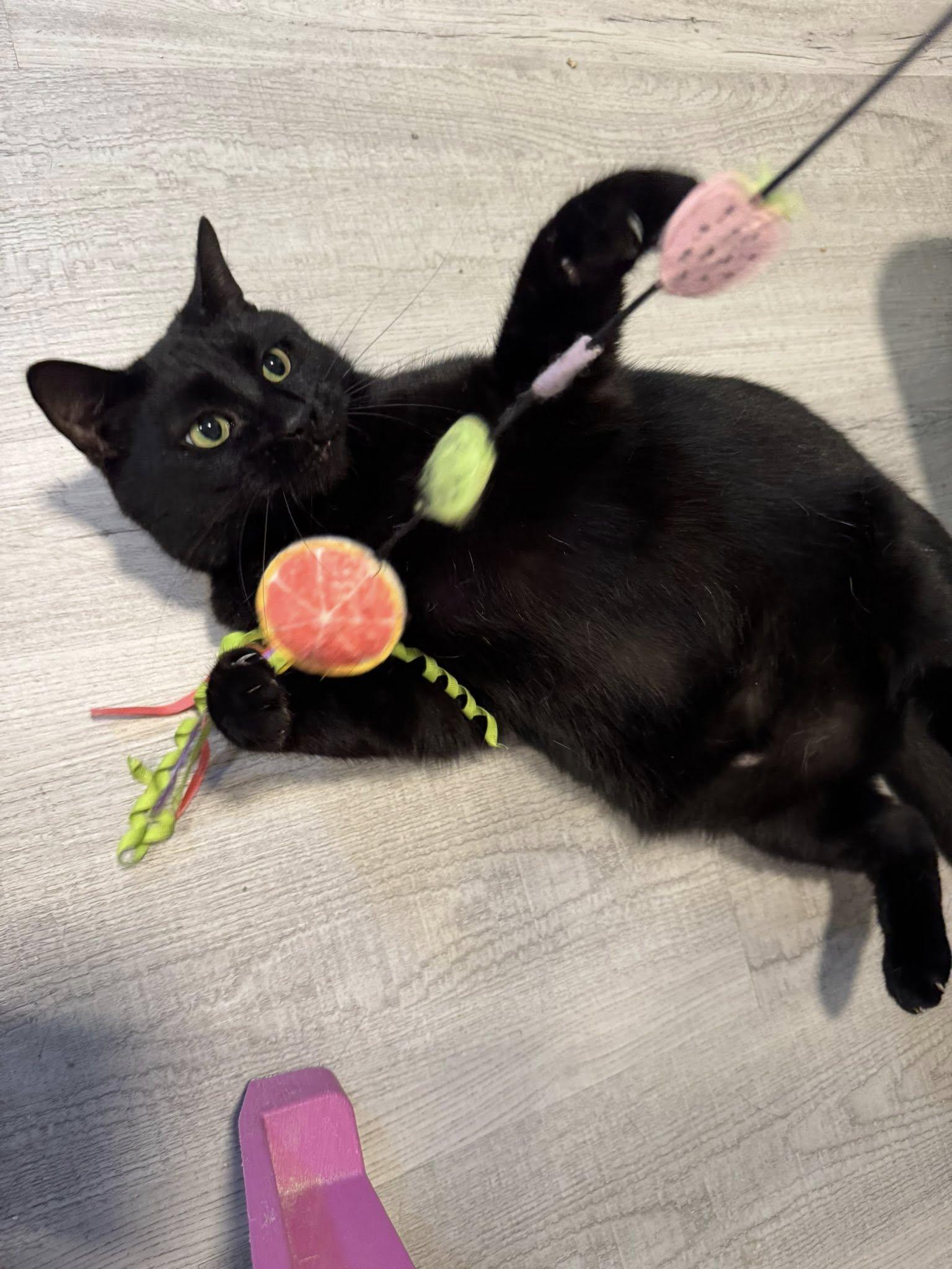 Enlarge Ruger, a Adopted Domestic Short Hair in Chicago, IL image 4/6