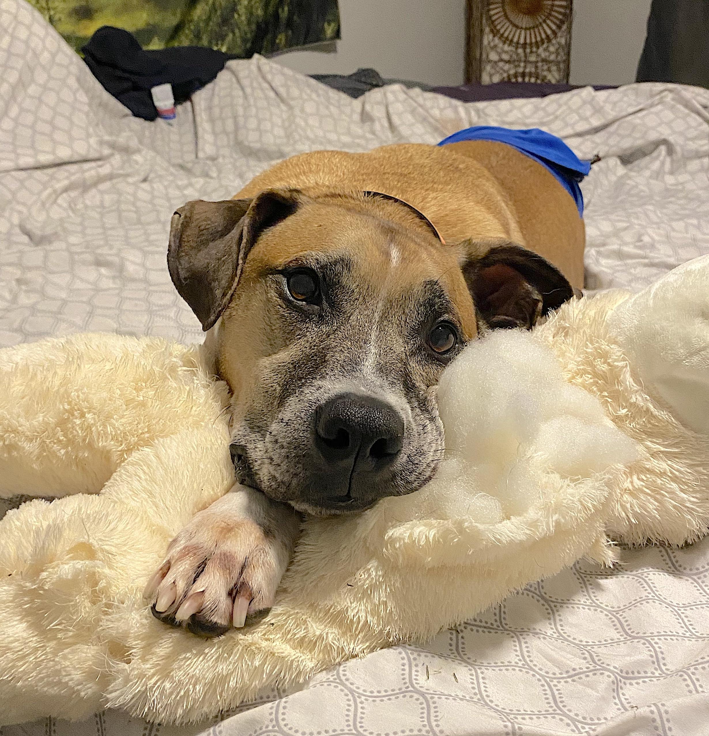 Fenrir — thumbnail 4