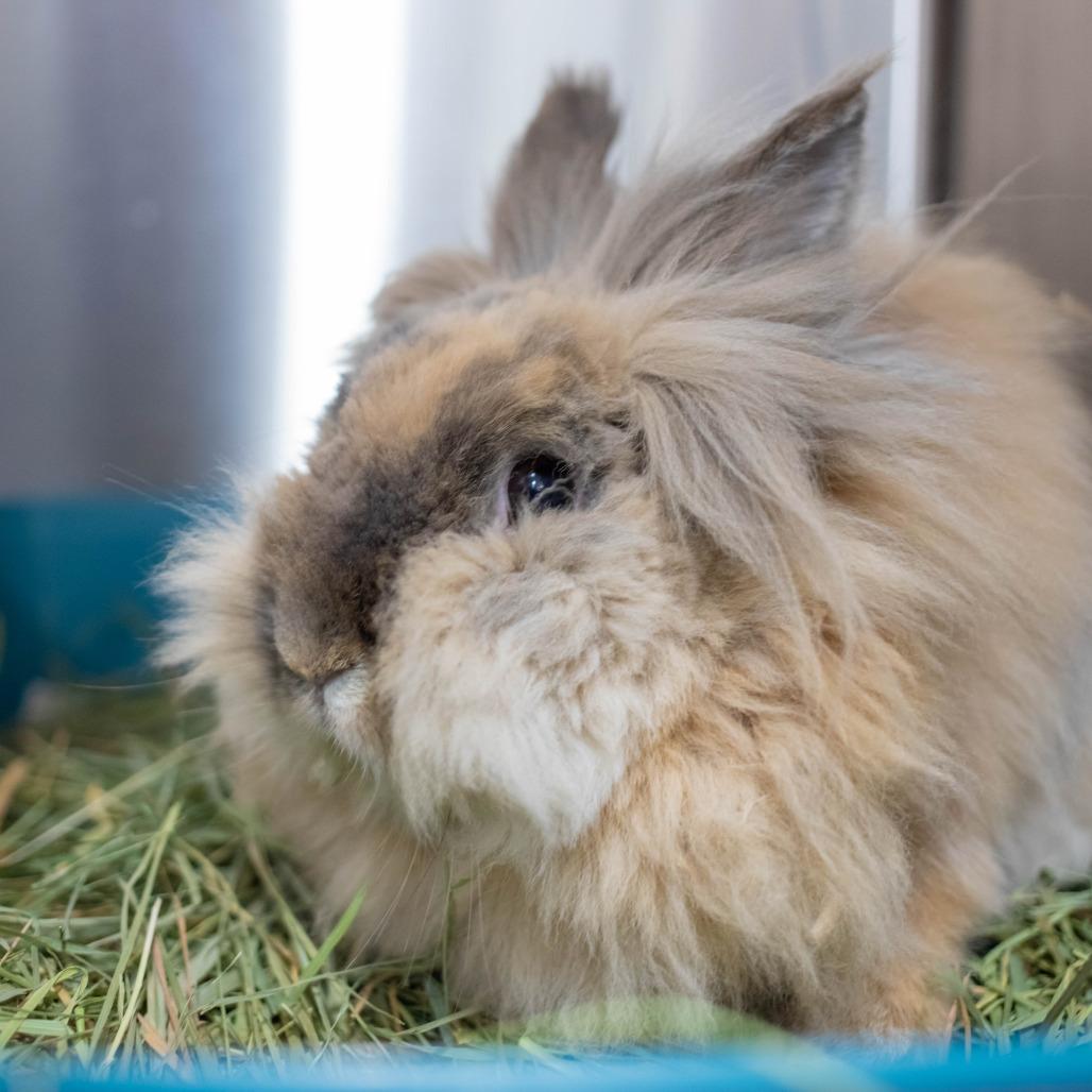 Enlarge Porky, a Adoptable mixed breed in San Diego, CA image 1/6