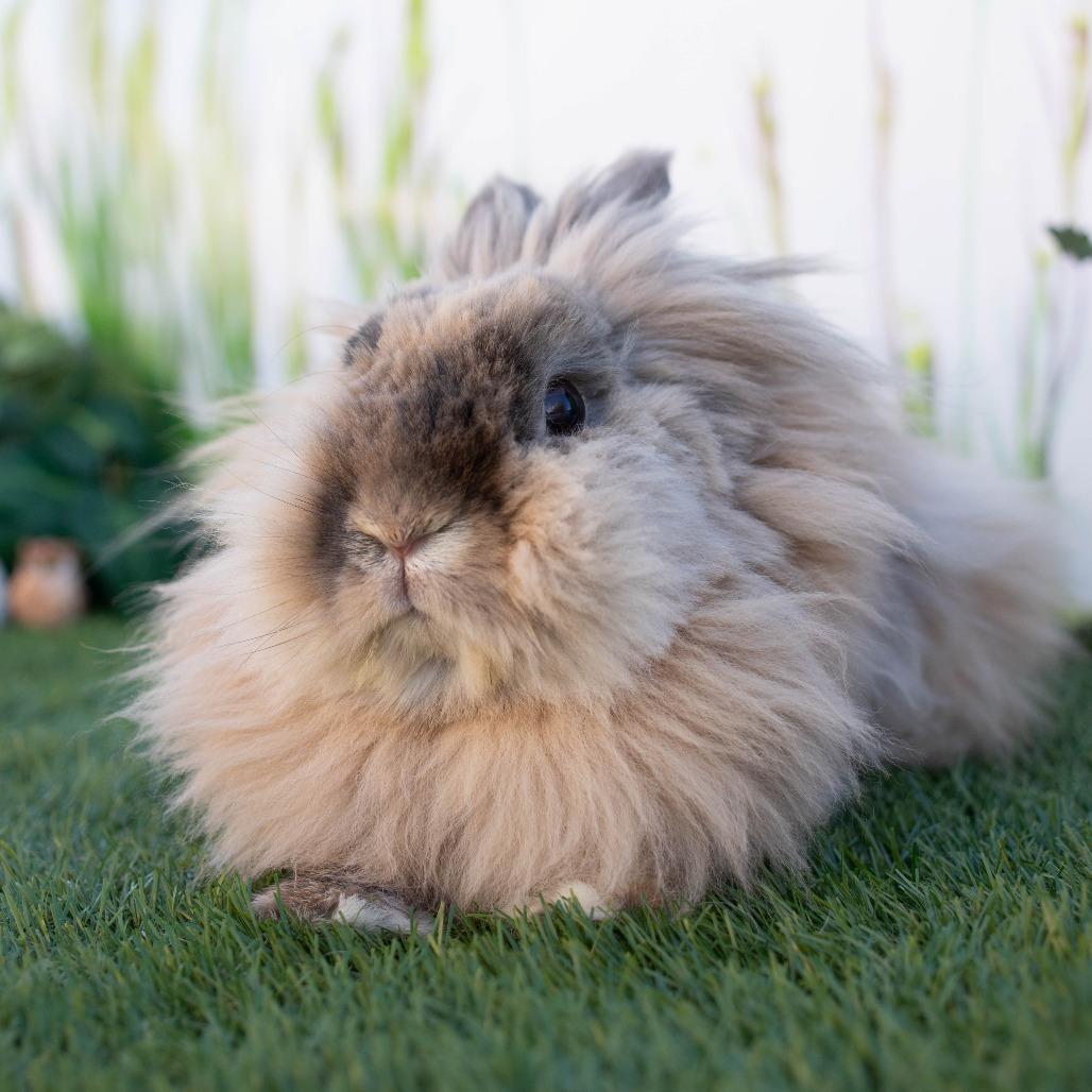 Enlarge Porky, a Adoptable mixed breed in San Diego, CA image 2/6