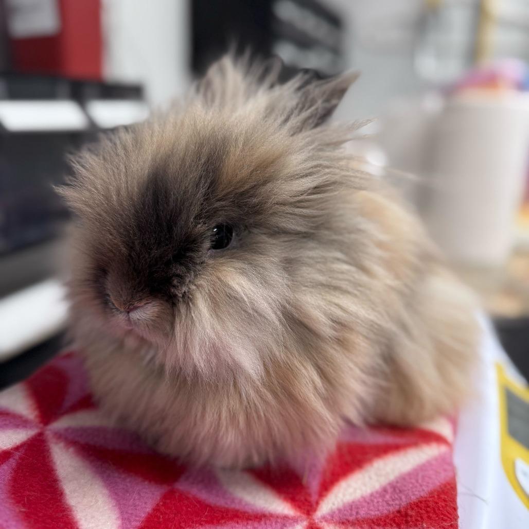 Enlarge Porky, a Adoptable mixed breed in San Diego, CA image 2/6